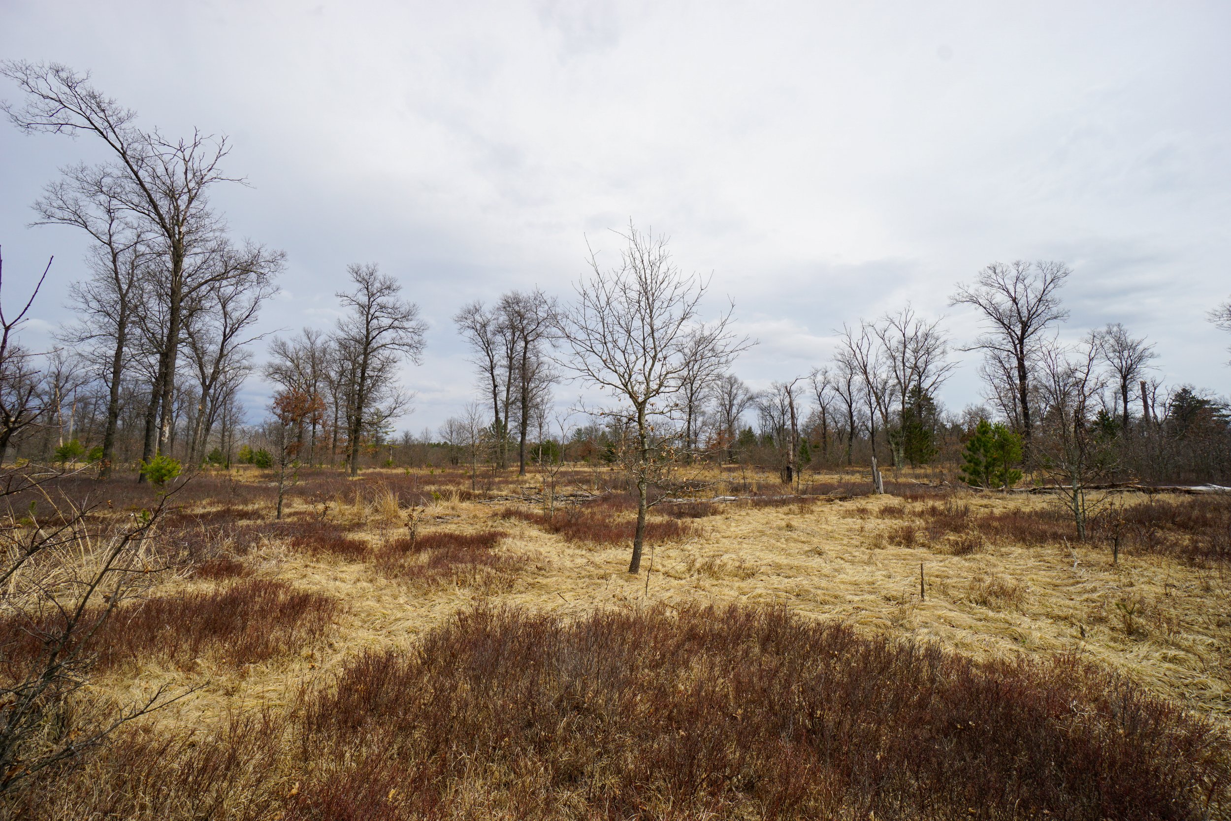 Meadow Valley Barrens (#576) - 4/23/22