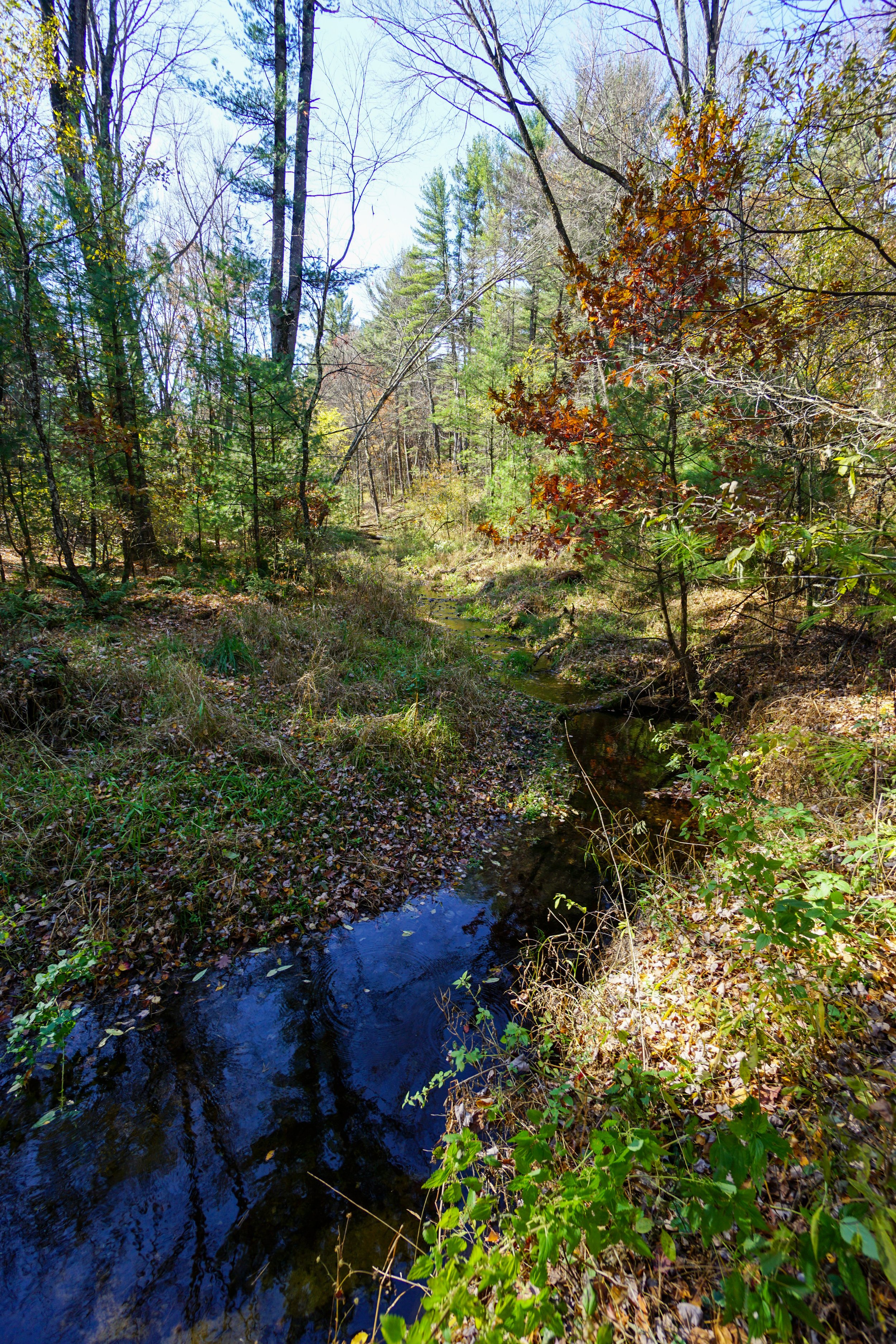 Hulburt Creek Woods (#371) - 10/22/22
