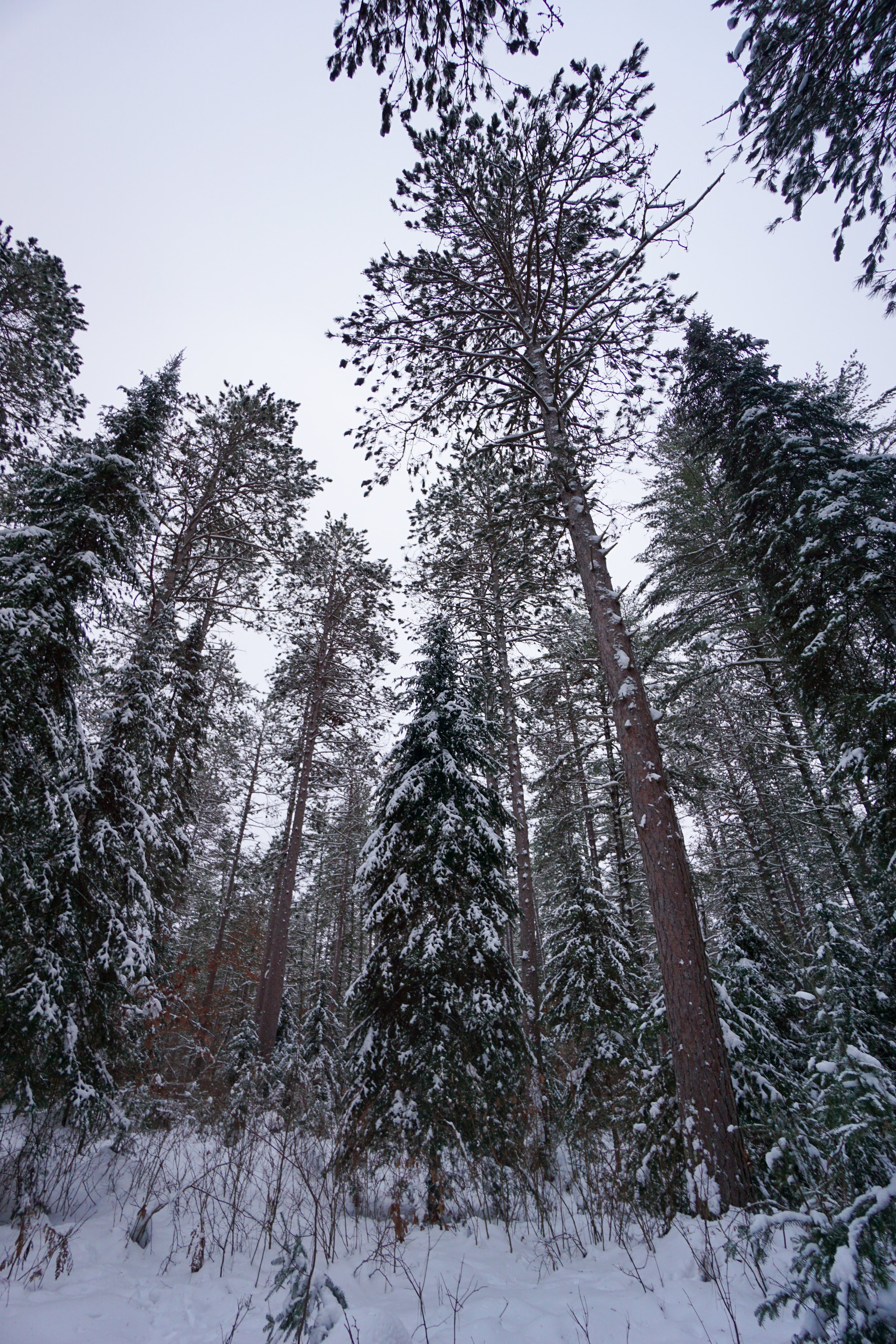 Papoose Creek Pines (#503) - 1/13/23