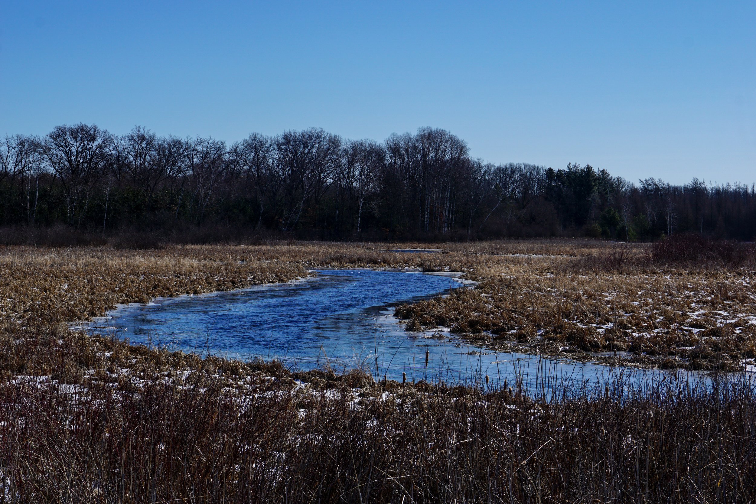 Page Creek Marsh (#330) - 3/19/23