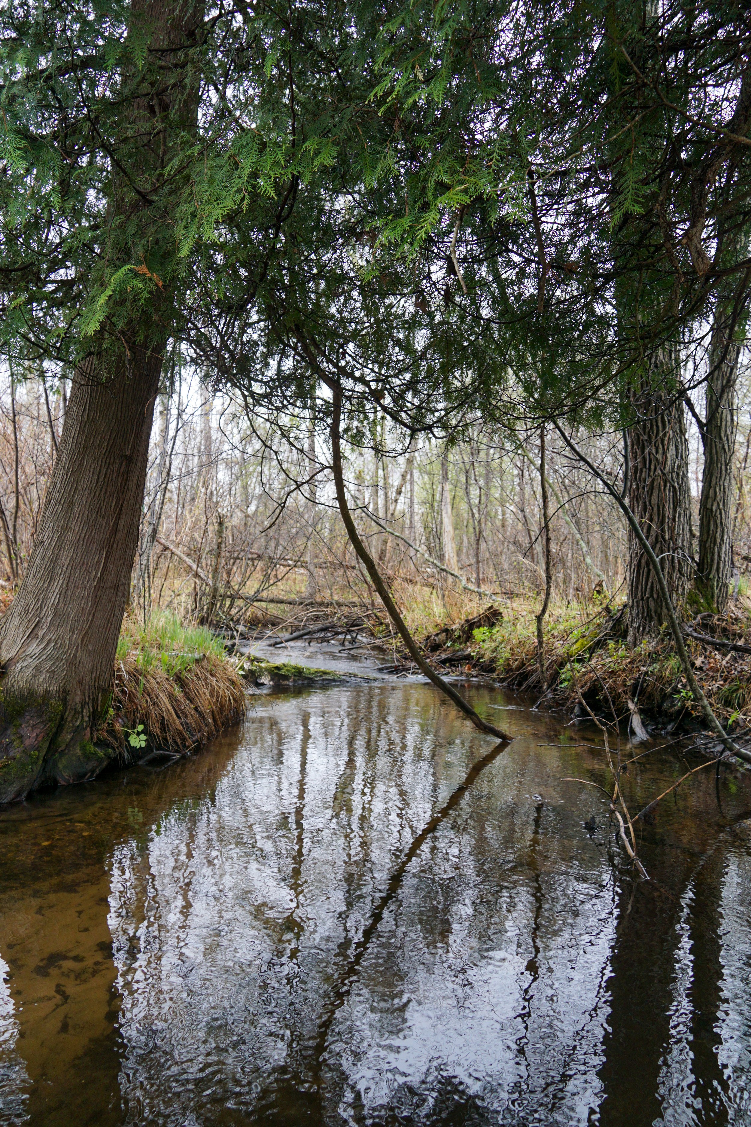 Riveredge Creek and Ephemeral Pond (#197) - 4/29/23