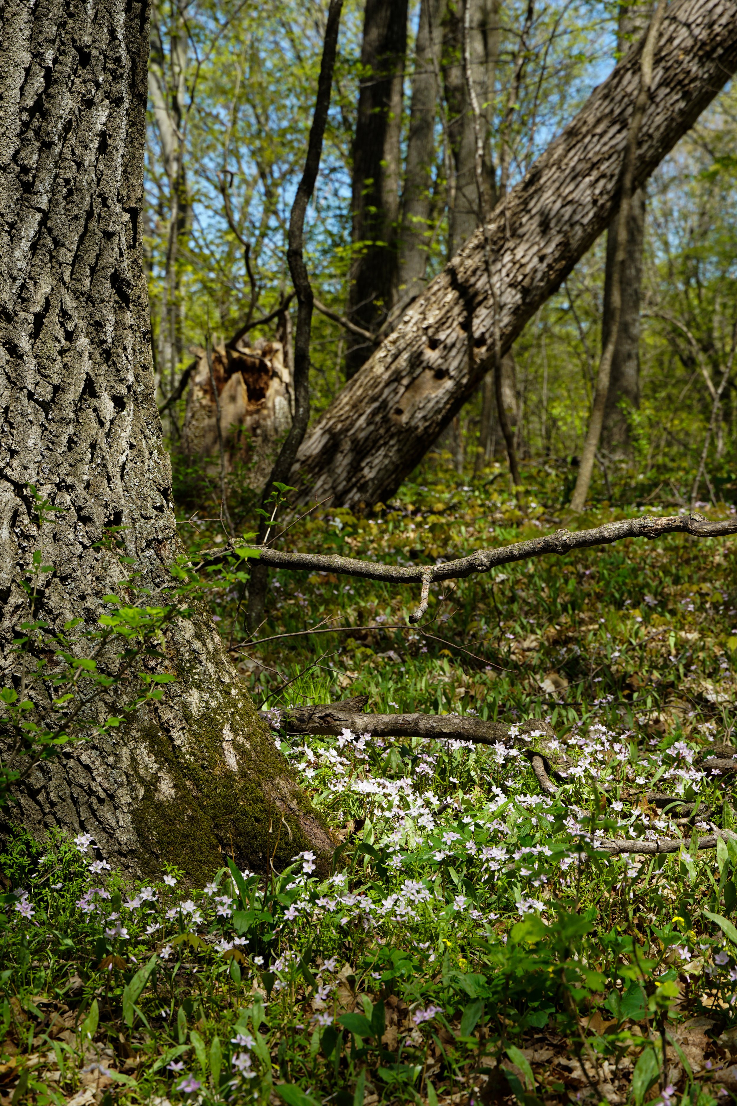 Kewaskum Maple-Oak Woods (#135) - 5/10/23