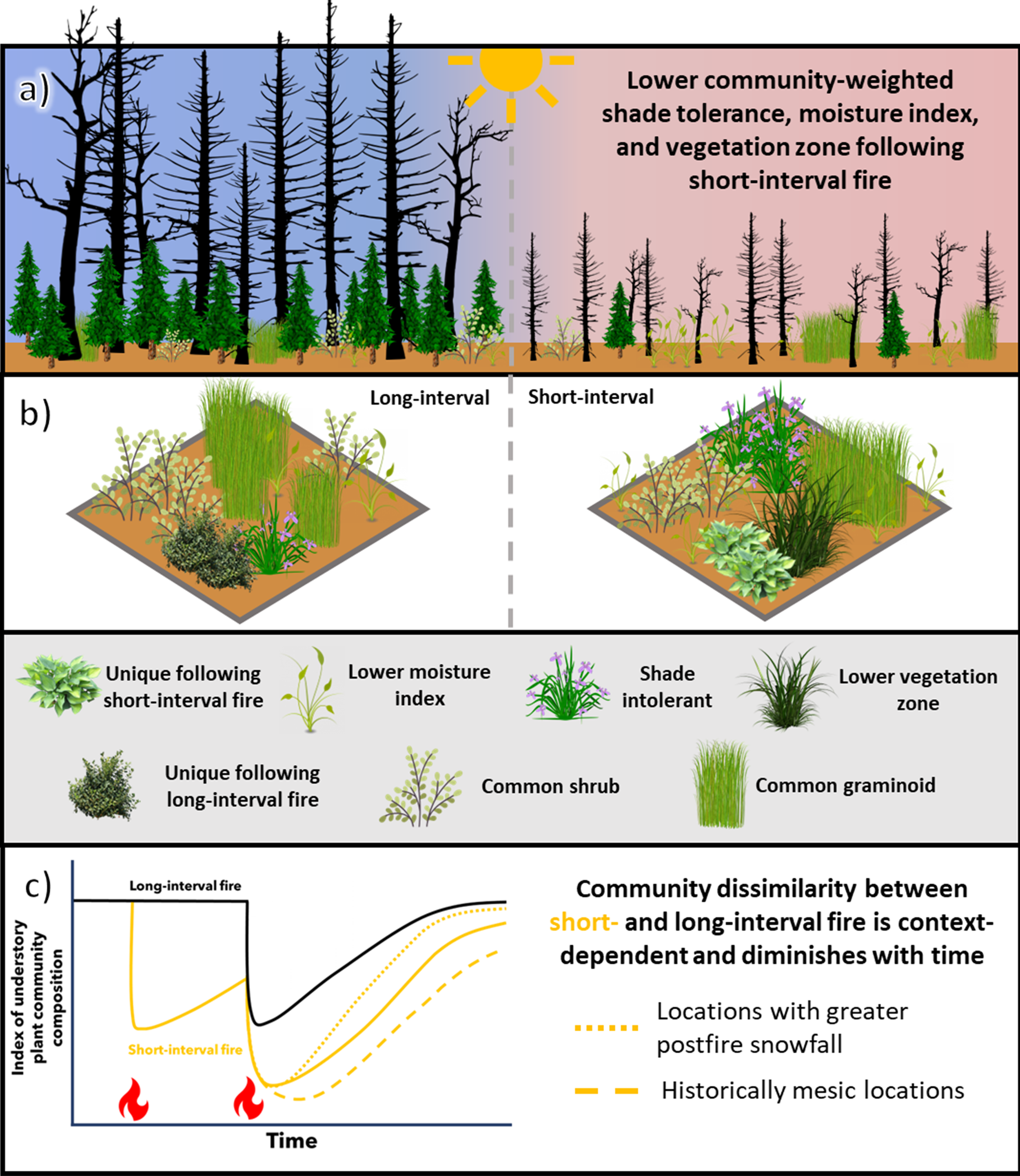 Short-interval fire alters understory plant communities