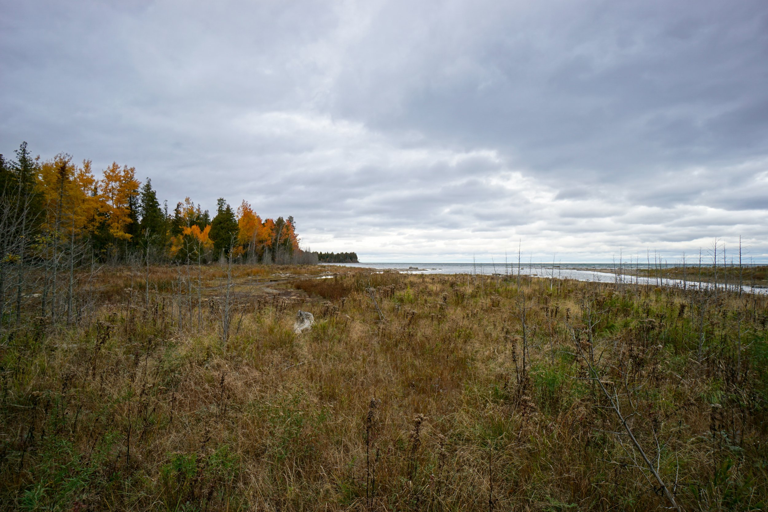 Baileys Harbor Boreal Forest and Wetlands (#284) - 10/22/23