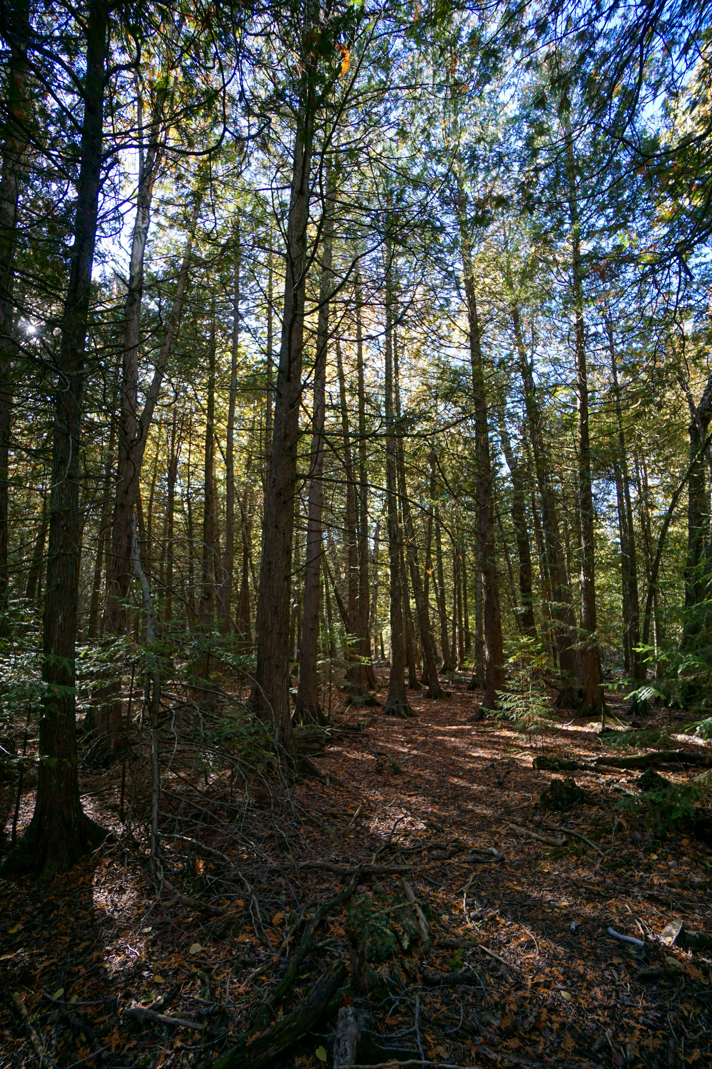 White Cliff Fen and Forest (#383) - 10/22/23