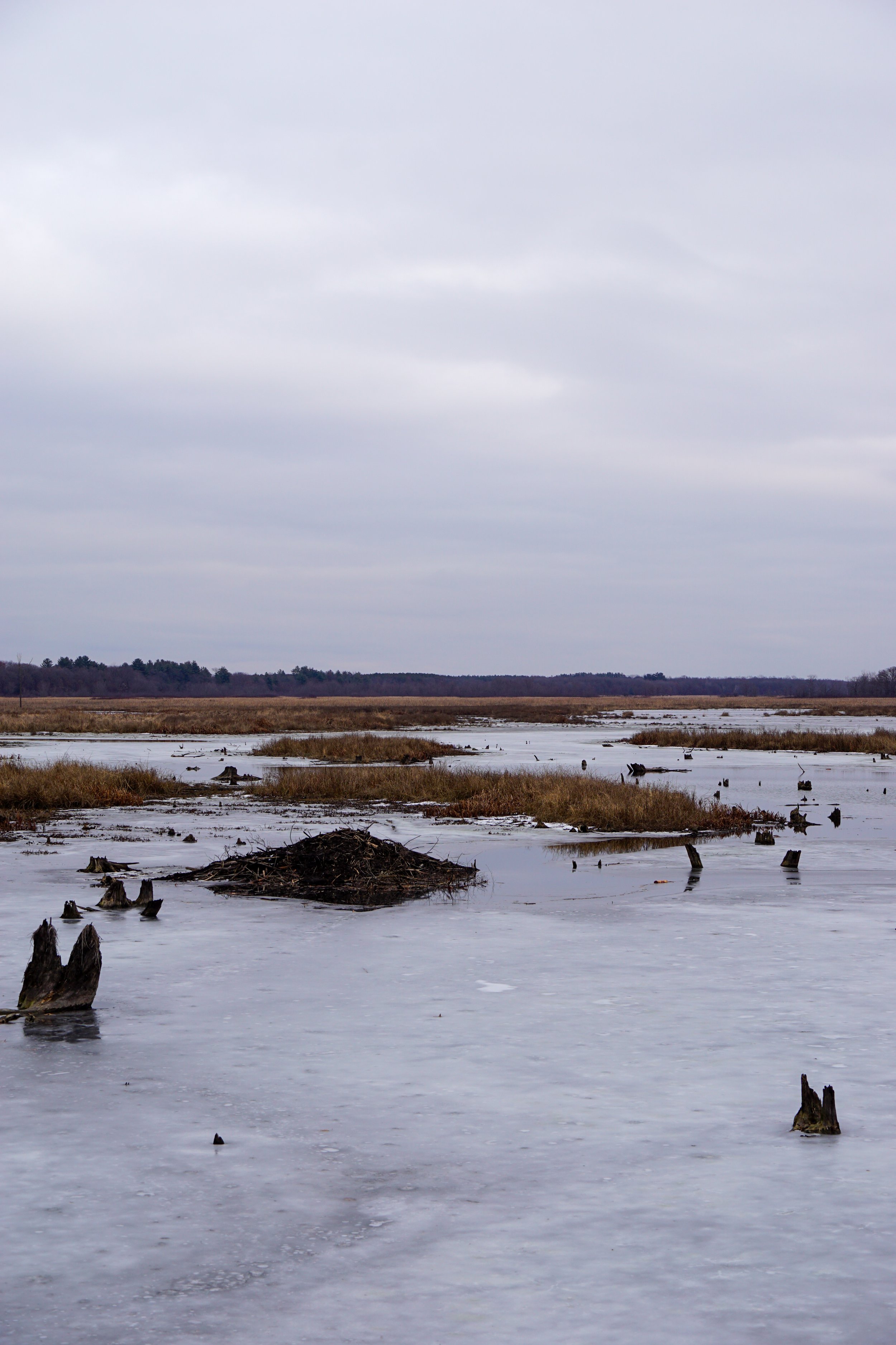 Bakken's Pond (#247) - 12/2/23