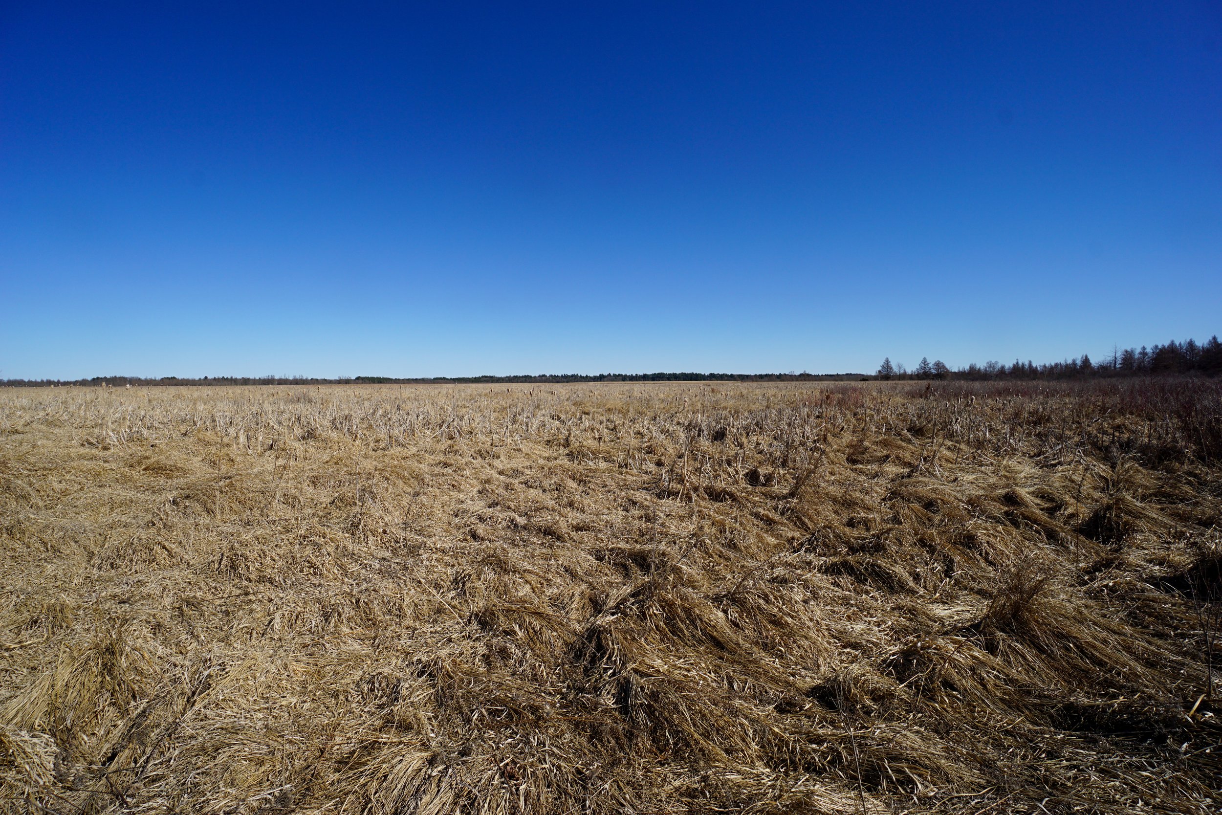 Comstock Bog-Meadow (#123) - 3/10/24