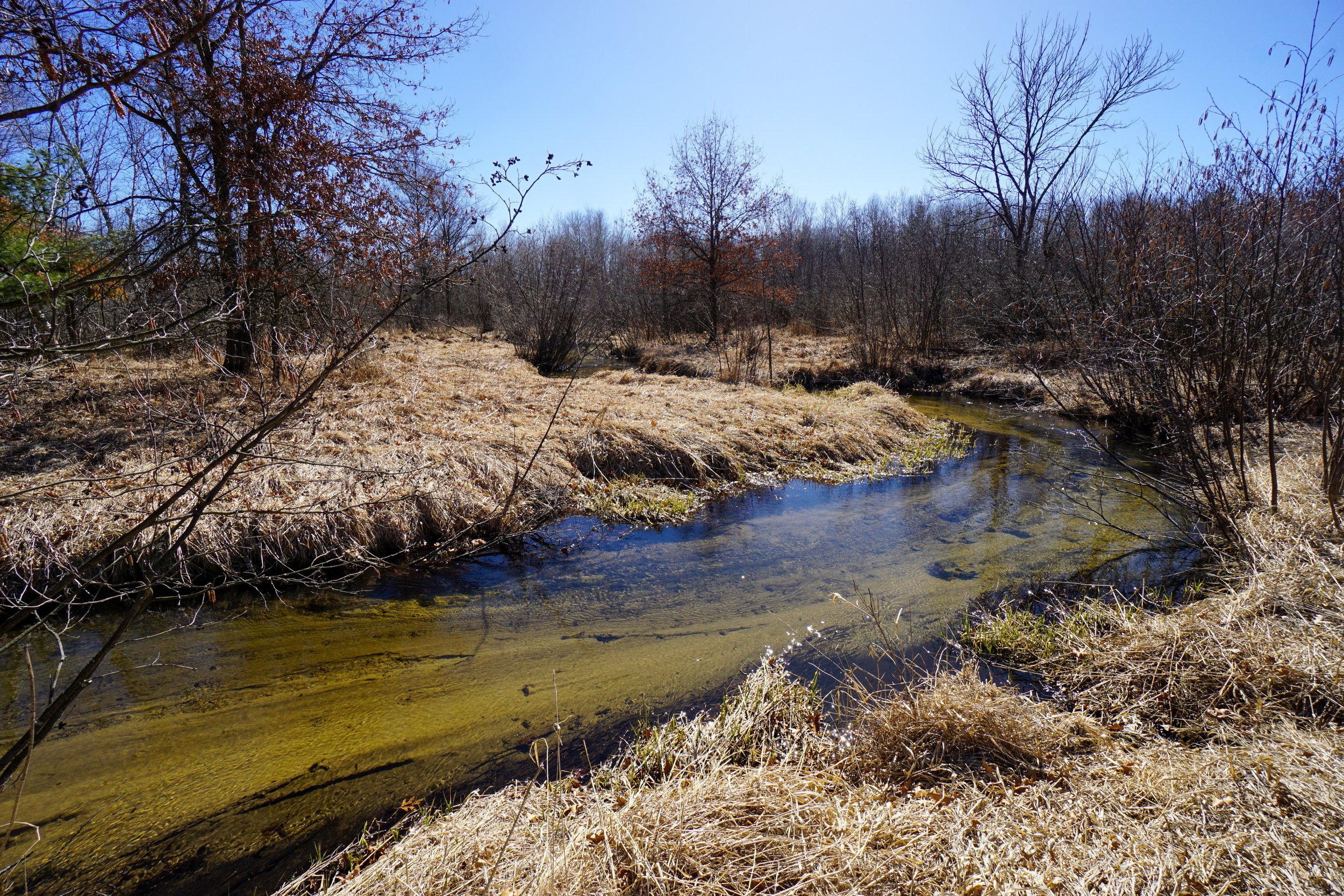 Lunch Creek Wetlands (#333) - 3/10/24