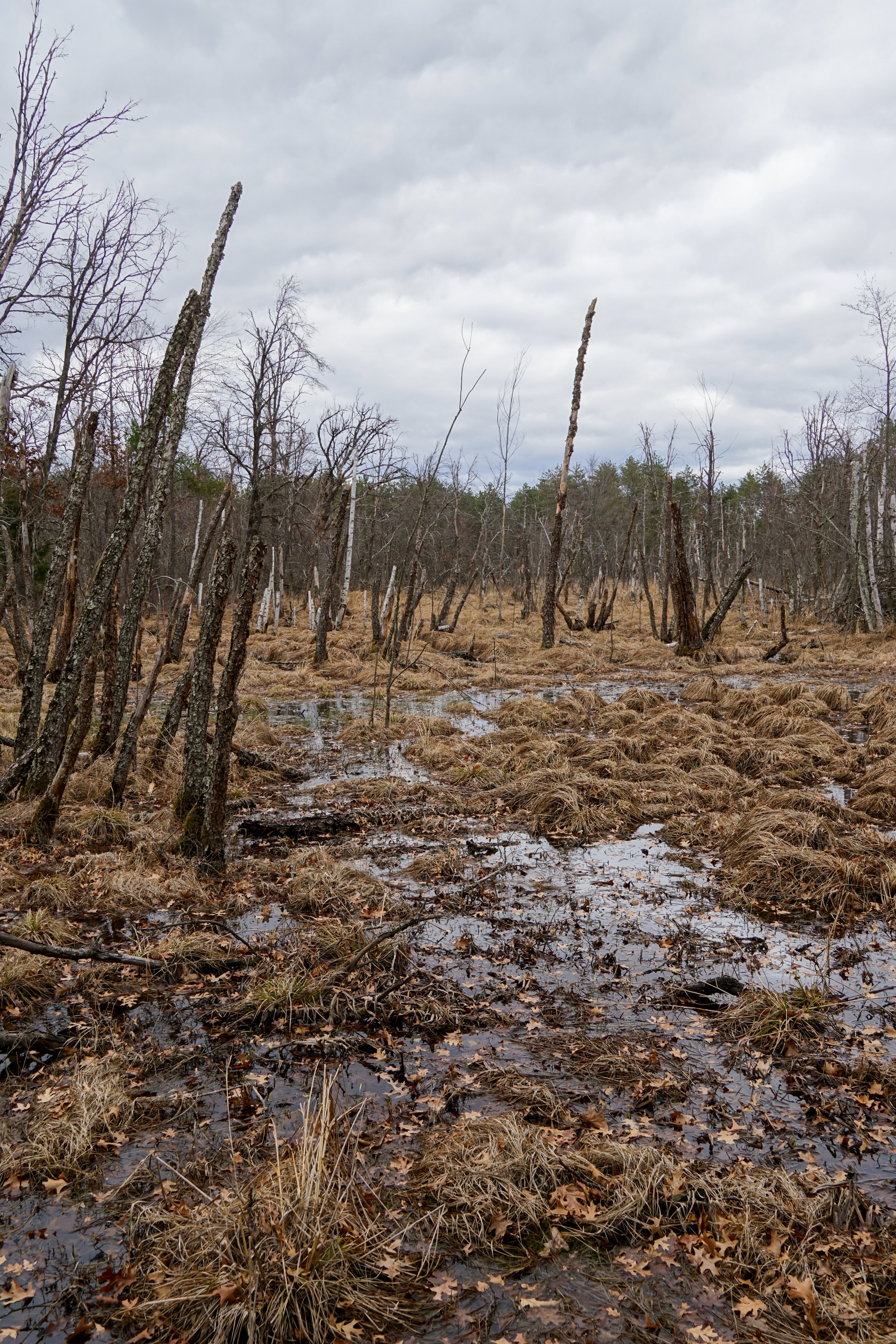 Suk Cerney Peatlands (#575) - 3/16/24