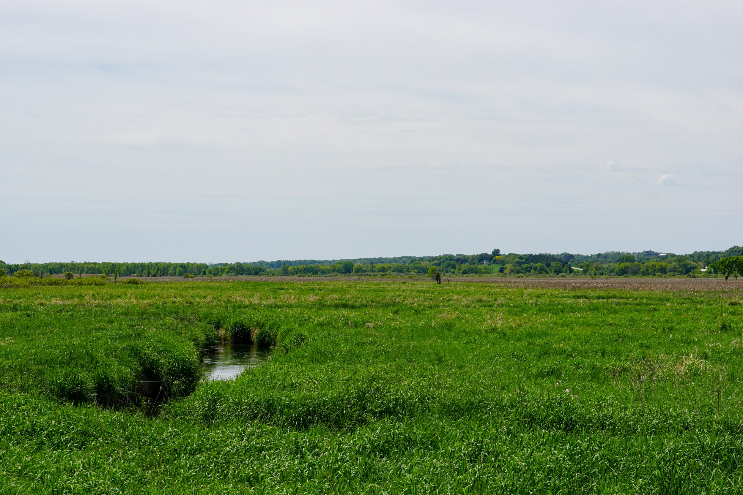 Springvale Wet Meadow (#547) - 5/19/24