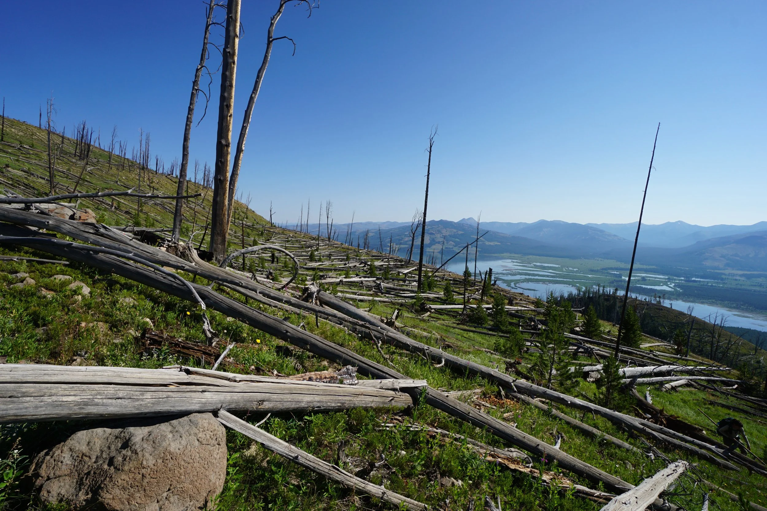 Slow post-fire forest recovery alters plant communities and carbon stocks