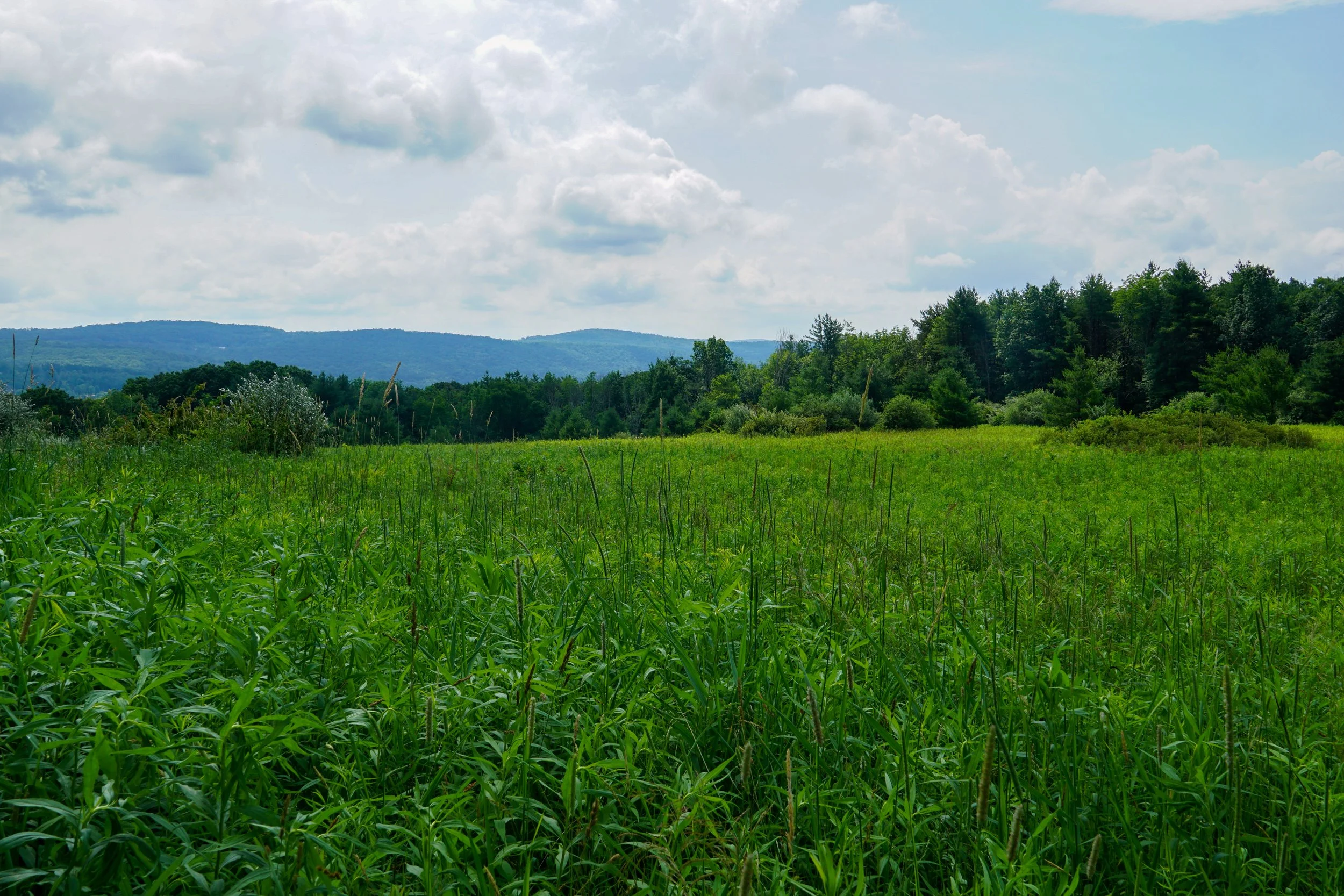 Logan Hill -Finger Lakes Land Trust (7/1/2025)