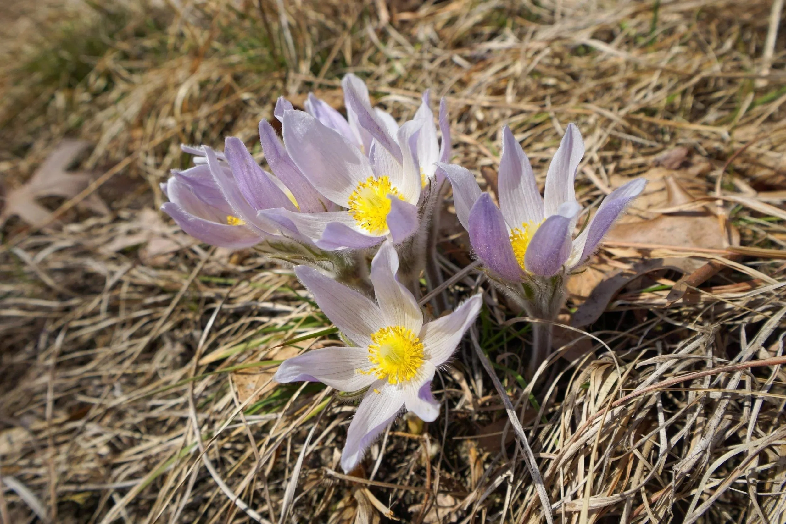 The evolution of Wisconsin State Natural Areas
