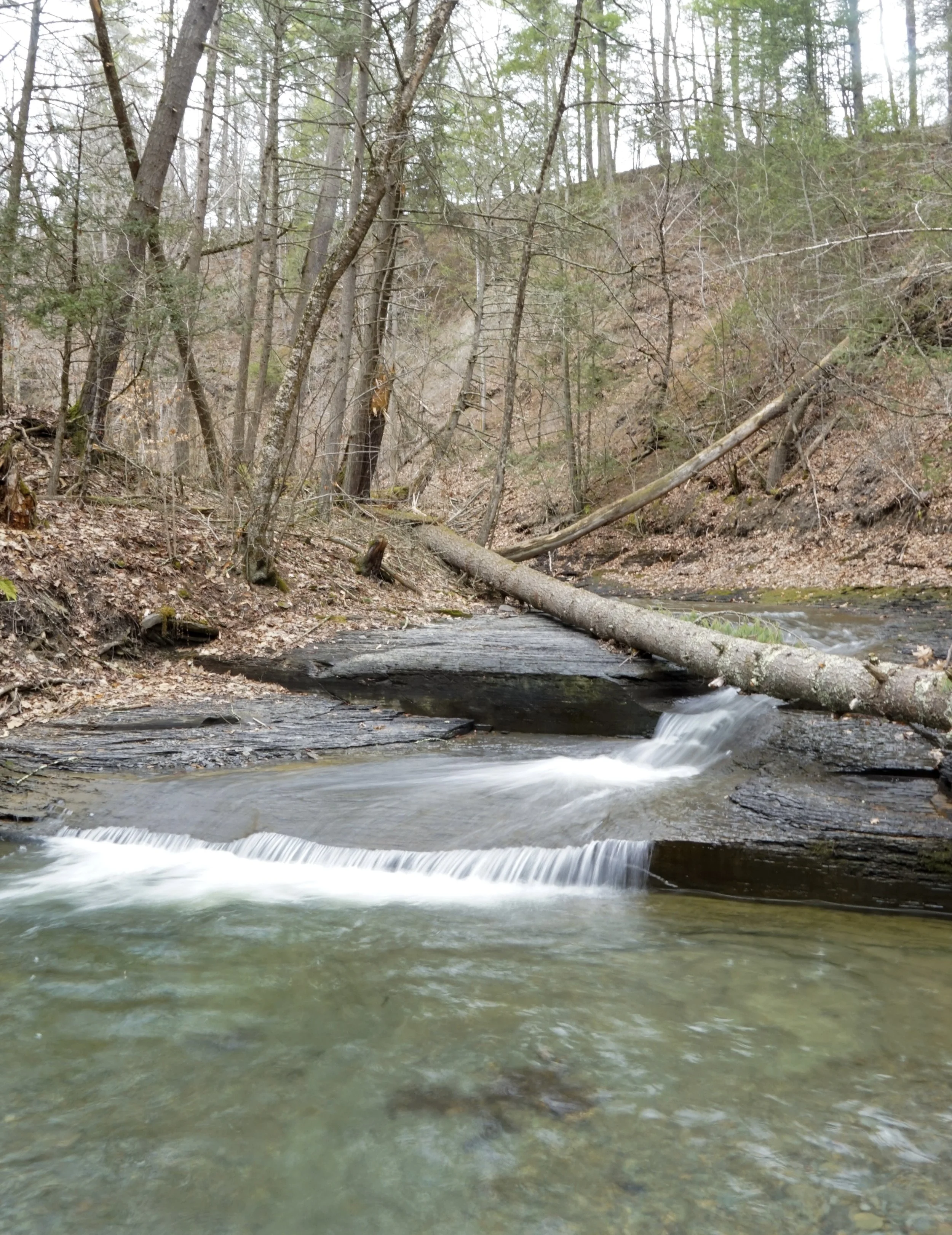 Waldershare Acres - Finger Lakes Land Trust (4/12/2026)