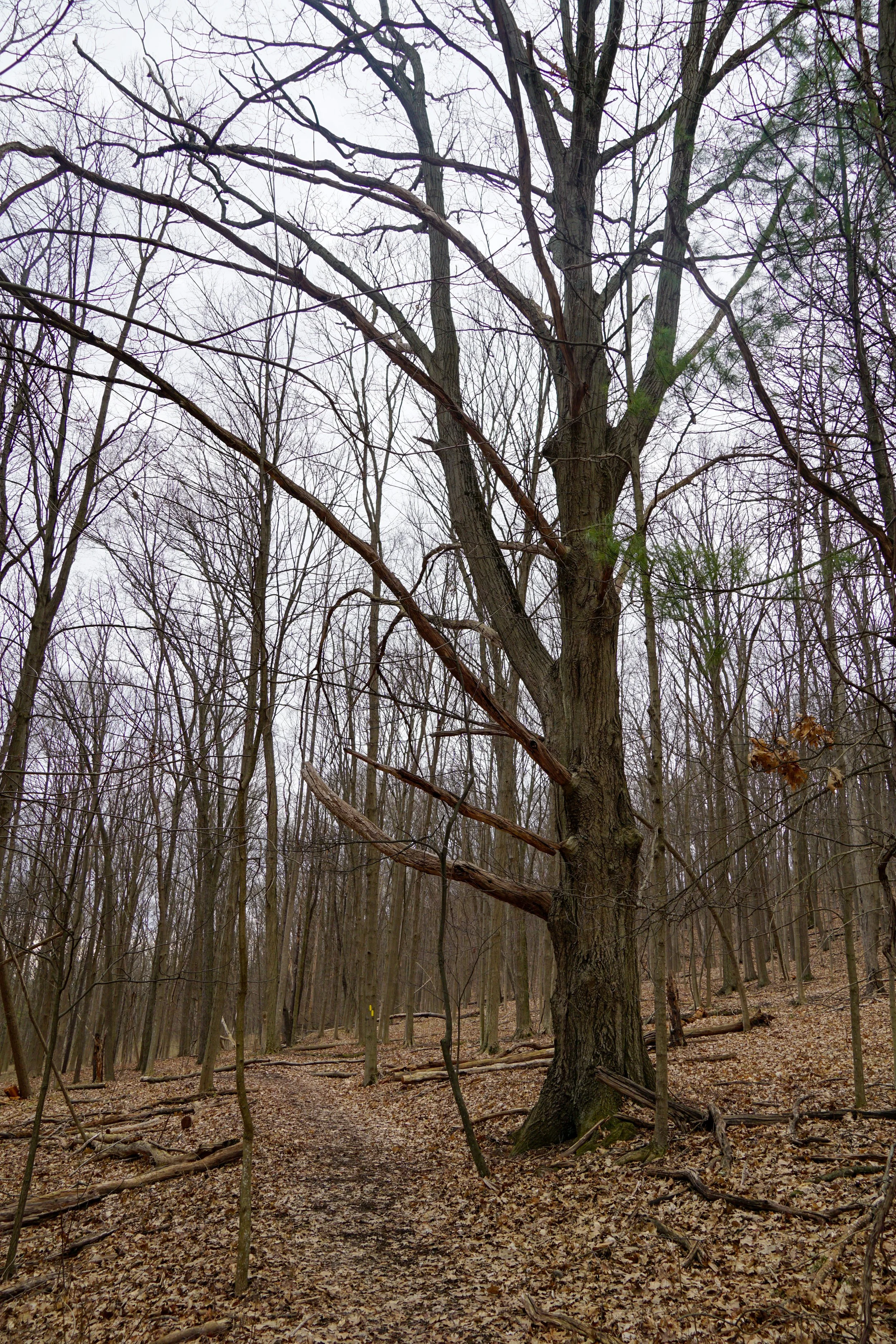Botsford - Finger Lakes Land Trust (4/12/2026)