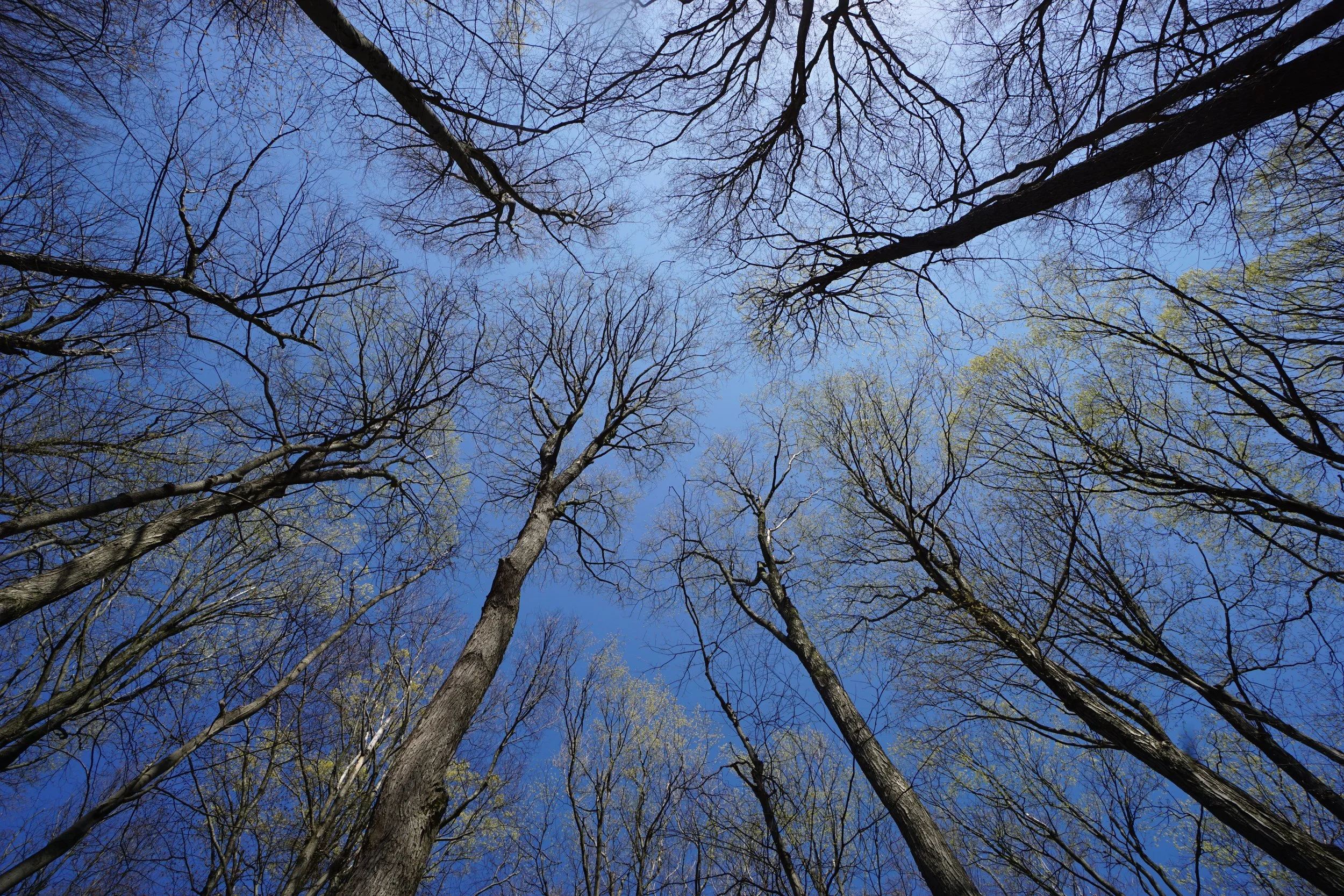 Gosnell Big Woods - Genesee Land Trust (4/25/2026)