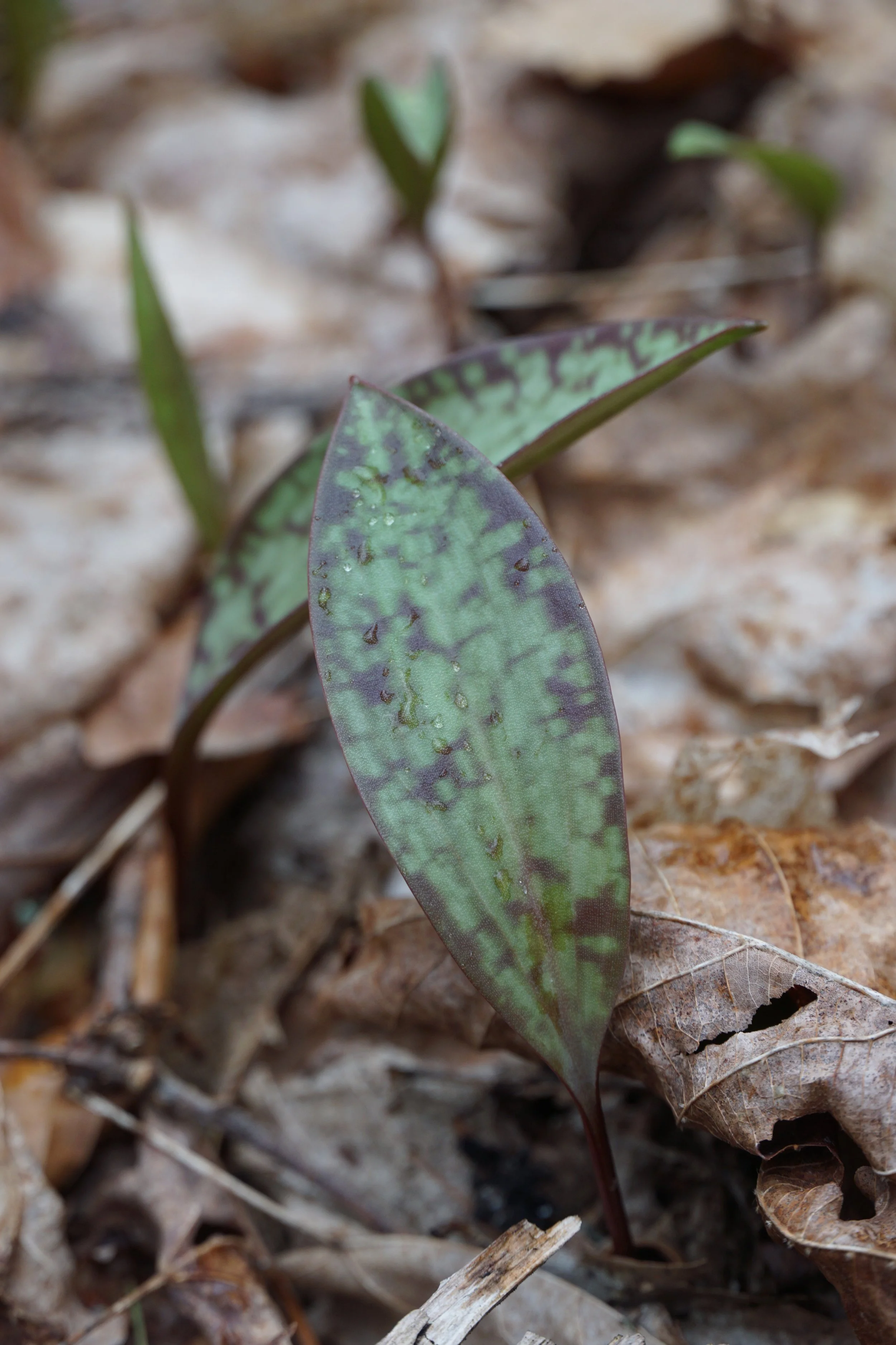 Camouflage via leaf mottling in trout lily increases with forest cover and deer abundance