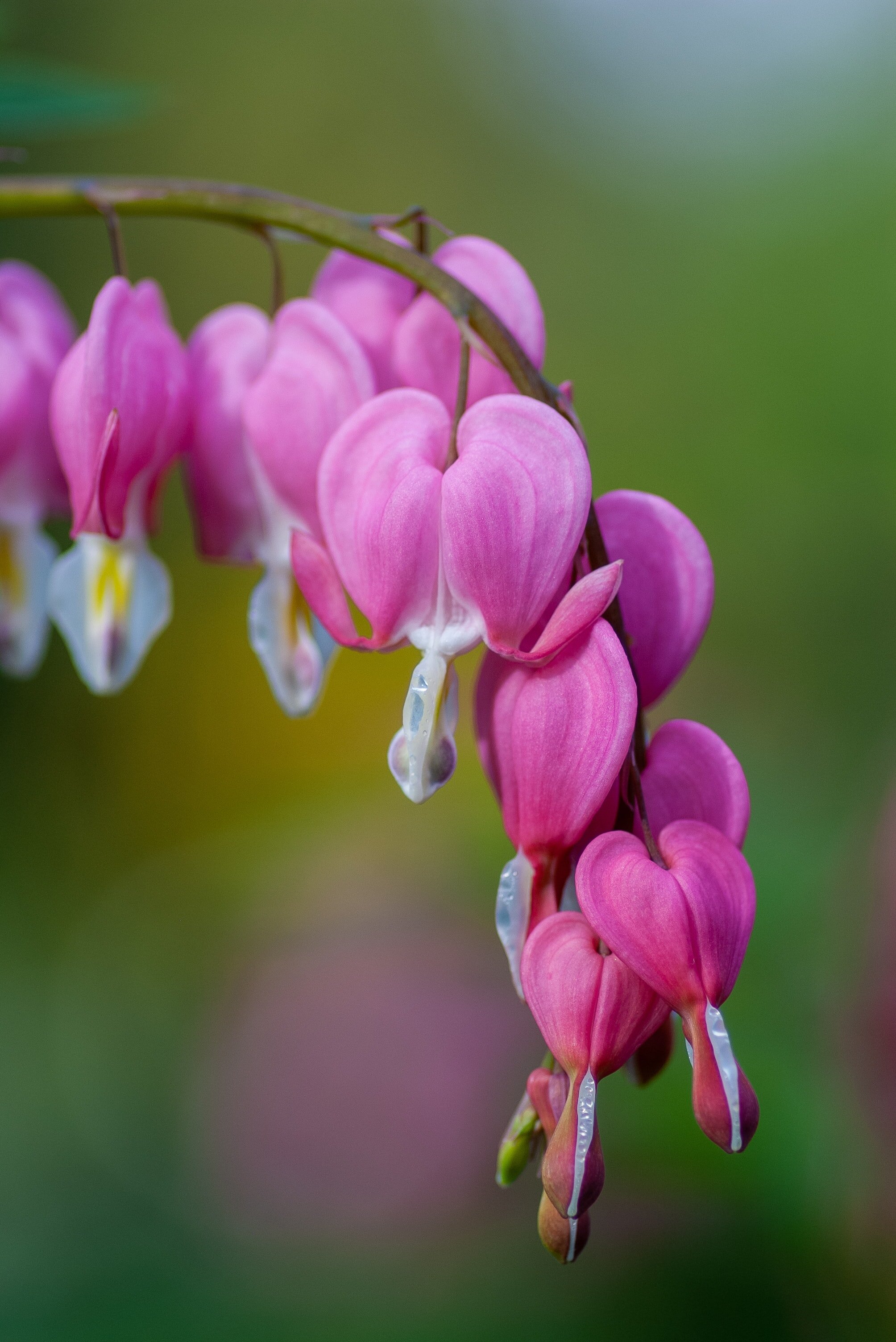 Bleeding heart-yoksel-zok-hFfunA2aUH4-unsplash.jpg