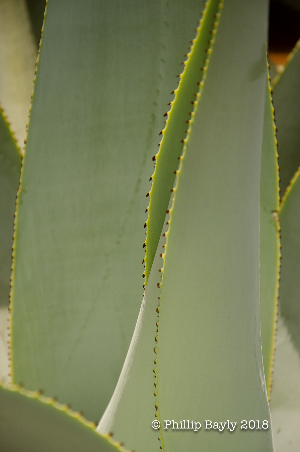 Agave Love A! poster image.jpg