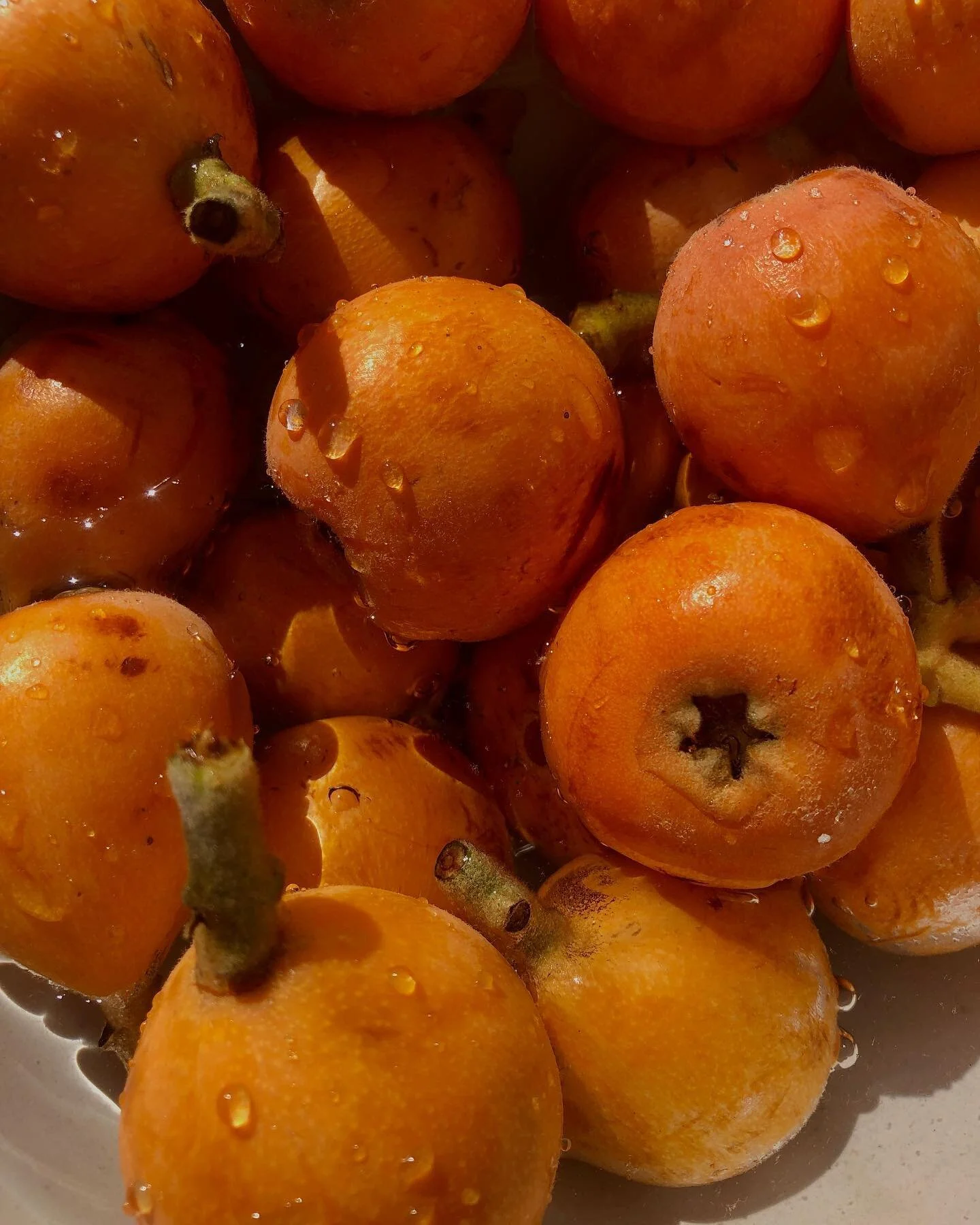 loquat szn ☀️💦
