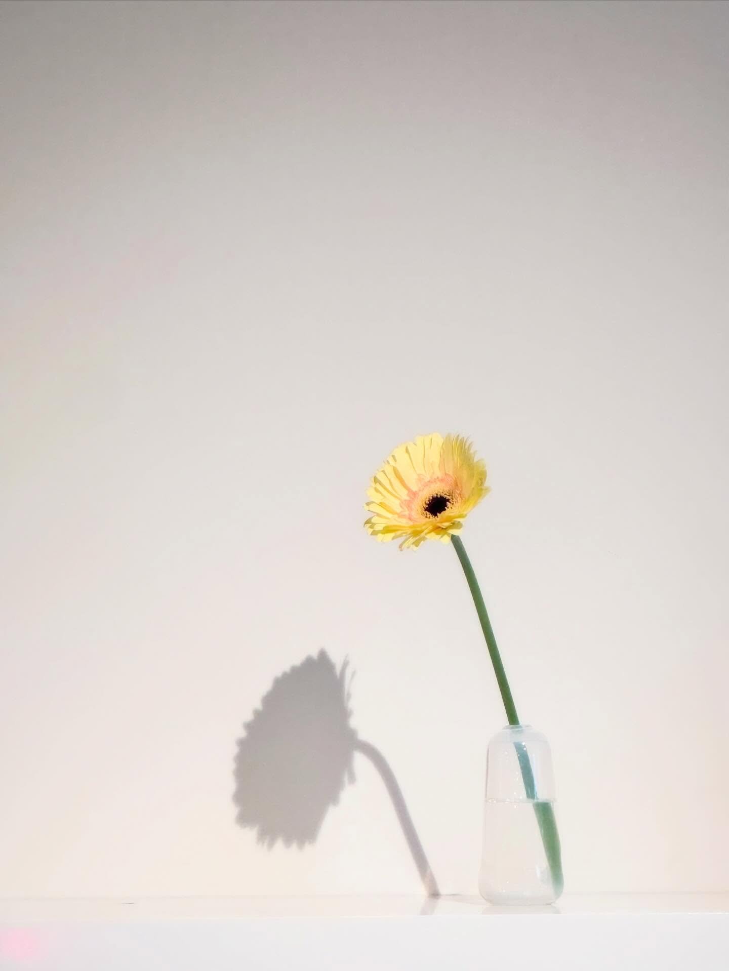 Happy spring!

🌼free Gerbera Daisy with purchase of $30 or more while they last. 
Today only