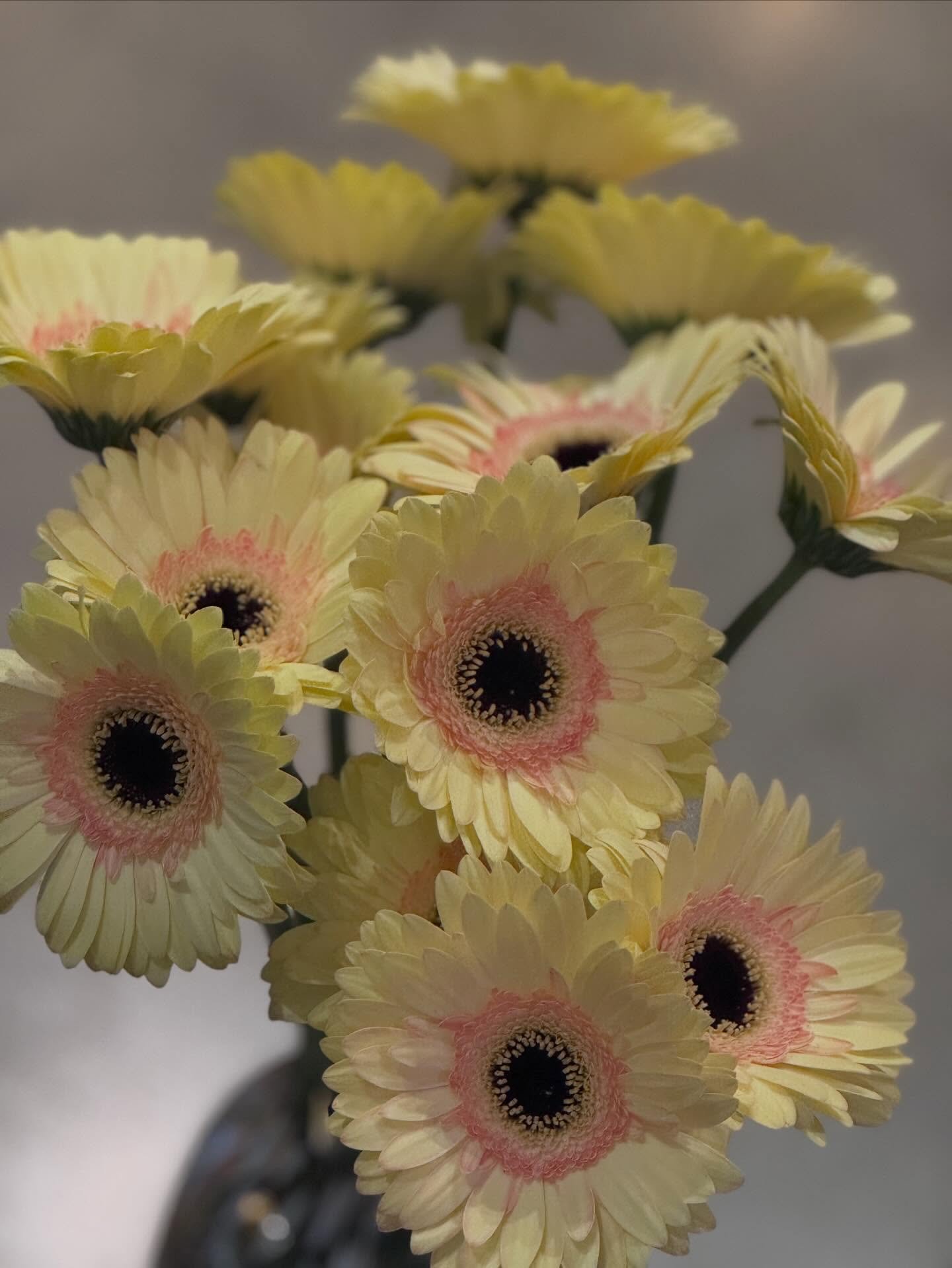 My favorite weather!! Blooms everywhere 🌼🌼🌷