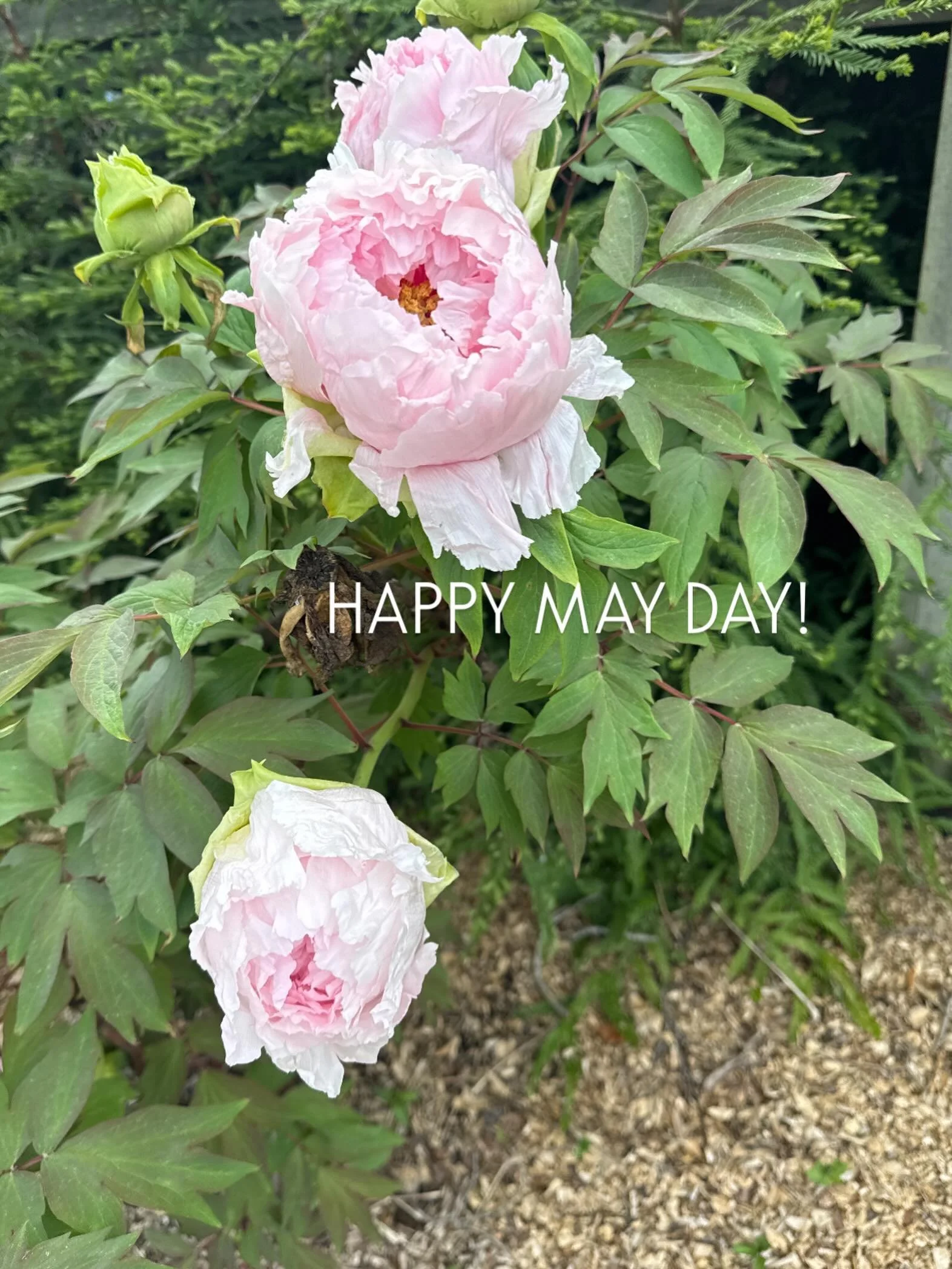Happy May Day!🌷🌷🌷☀️☀️☀️