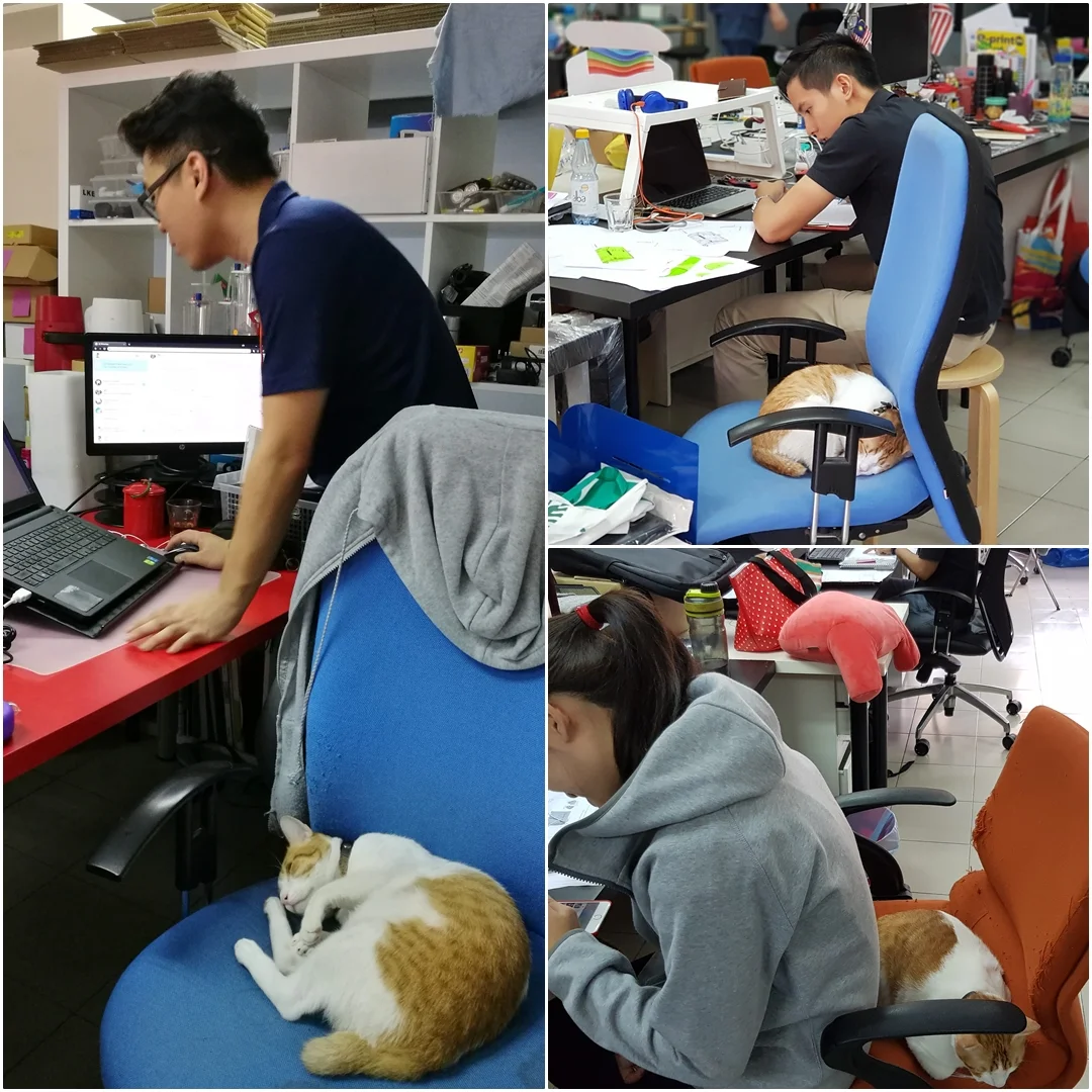 “It’s funny how some people sacrifice their space for the cats to get their afternoon naps.”