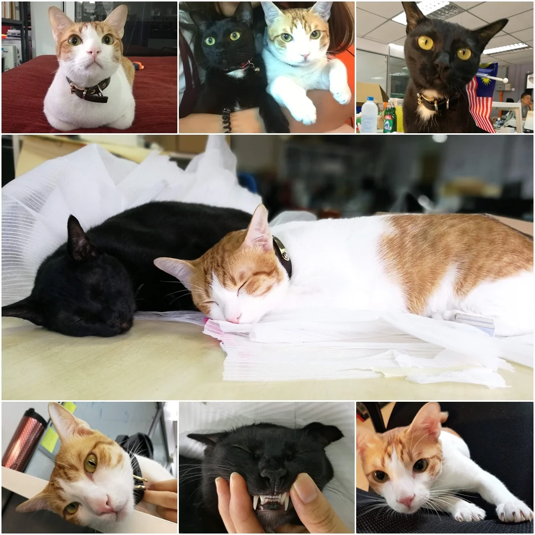 “Simply looking at their cute face, suddenly all stress gone.”