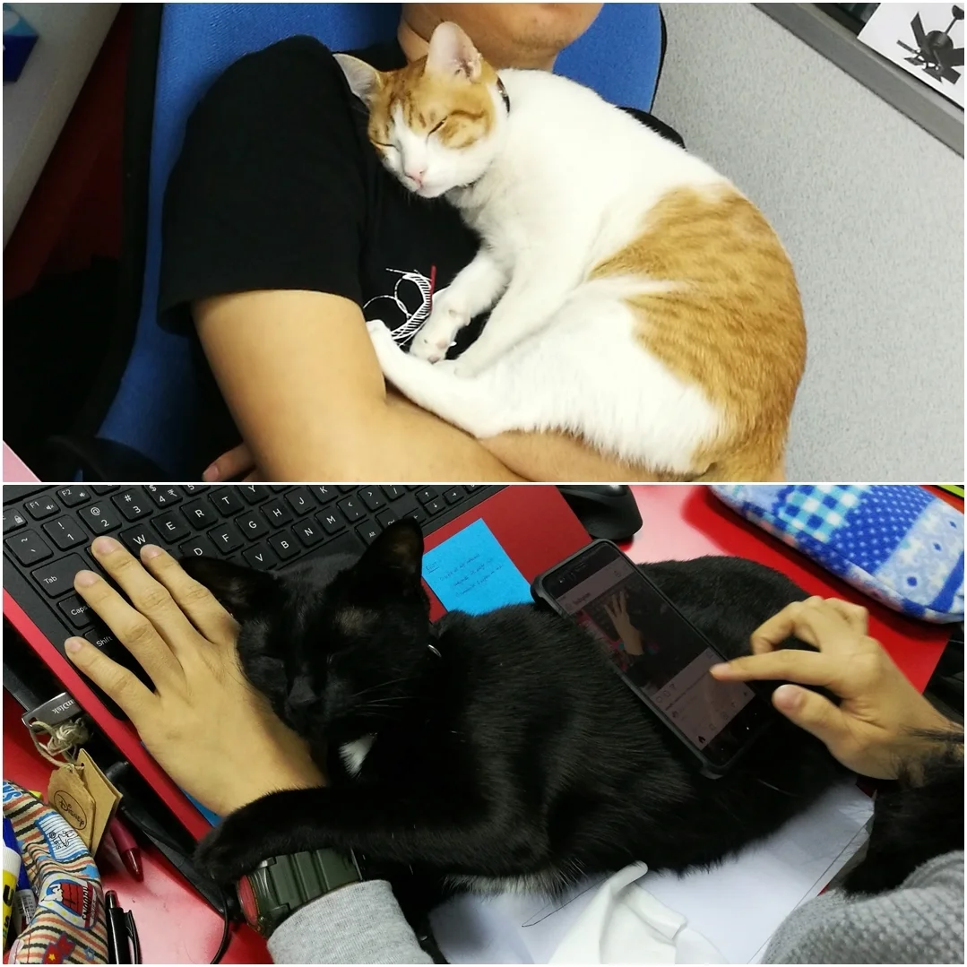 FOC warm and cozy fluffy pillow.