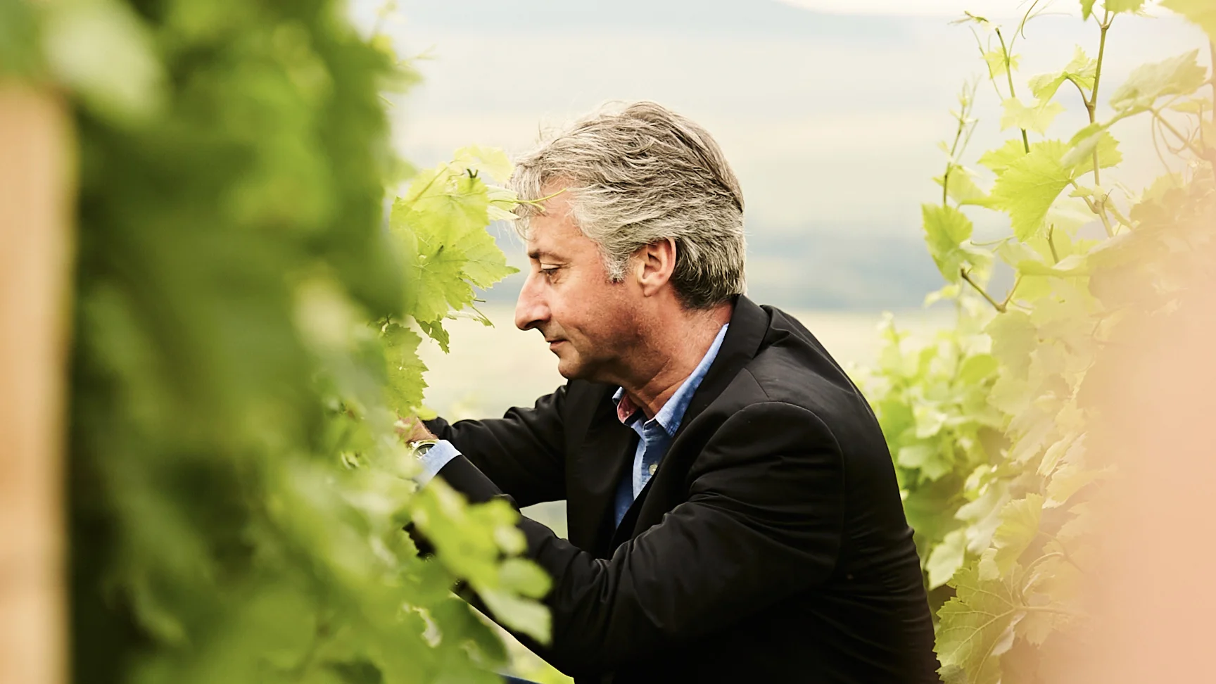 Emmanuel Delescot The House of Edouard Brun owns family vineyards of over 9 hectares composed of Pinot Noir, Pinot Meunier and Chardonnay. They are located in the famous terroir of Montagne de Reims , especially in Ay-Champagne, cradle of the House and are all ranked Premiers Crus and Grands Crus.