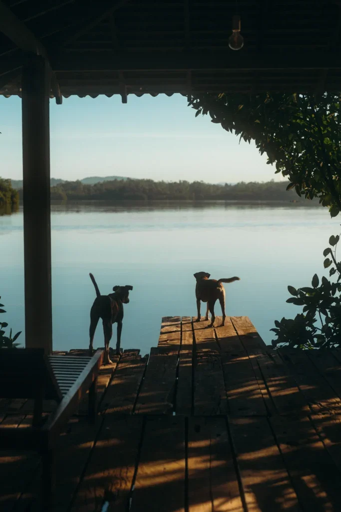 Sri-Lanka-Dogs-Lake-683x1024.webp