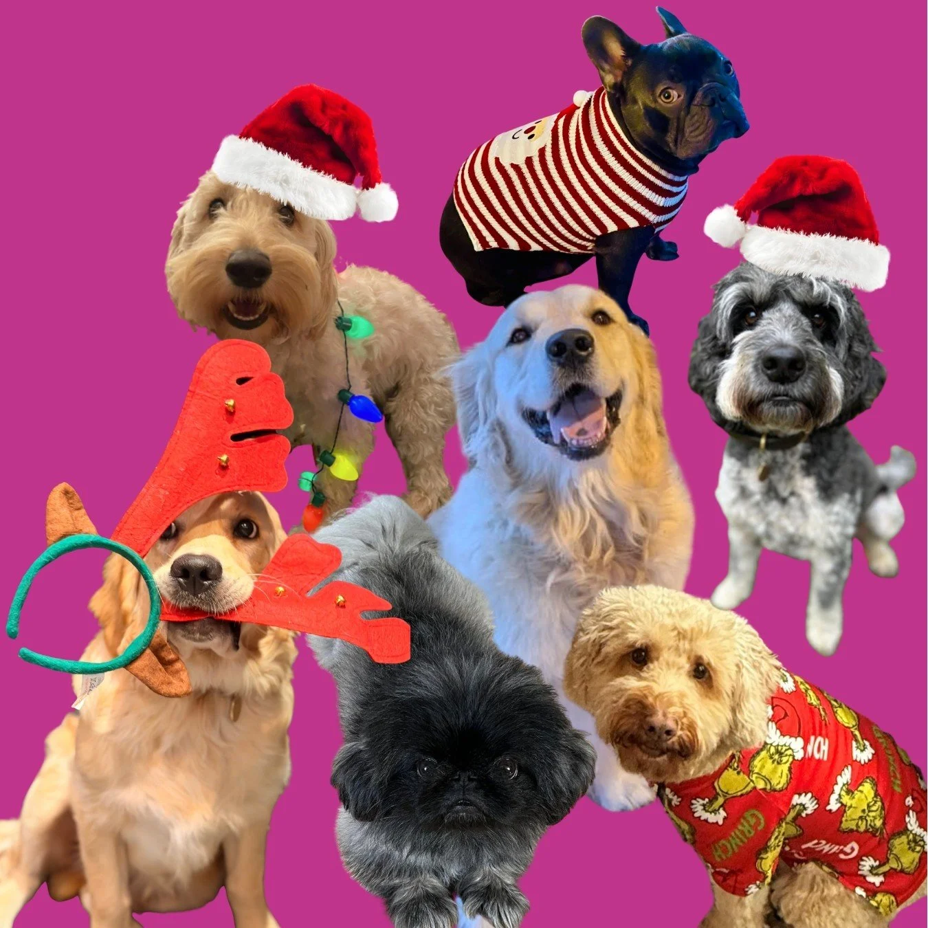 Meet the team festive special: The Cairney &amp; Company canine division