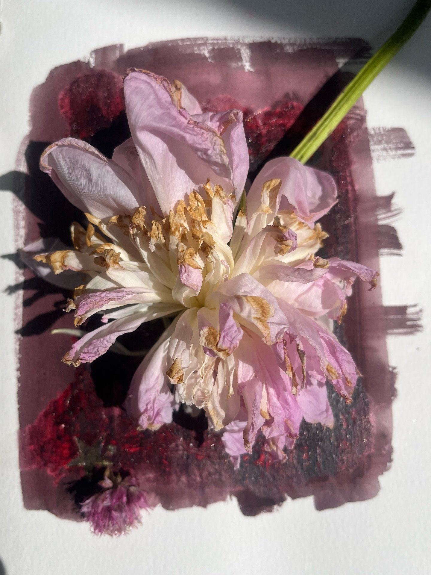 It&rsquo;s Saturday&rsquo;s secret dye club ! Still love these natural dye experiments - so far mostly just messy moments of fun snatched between seemingly endless hours of admin 
I&rsquo;ve been playing with Coffee grinds, Chive flowers , Marigold f