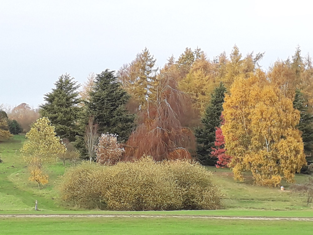 arboretum-autumn-tree-near-the-lake.jpg