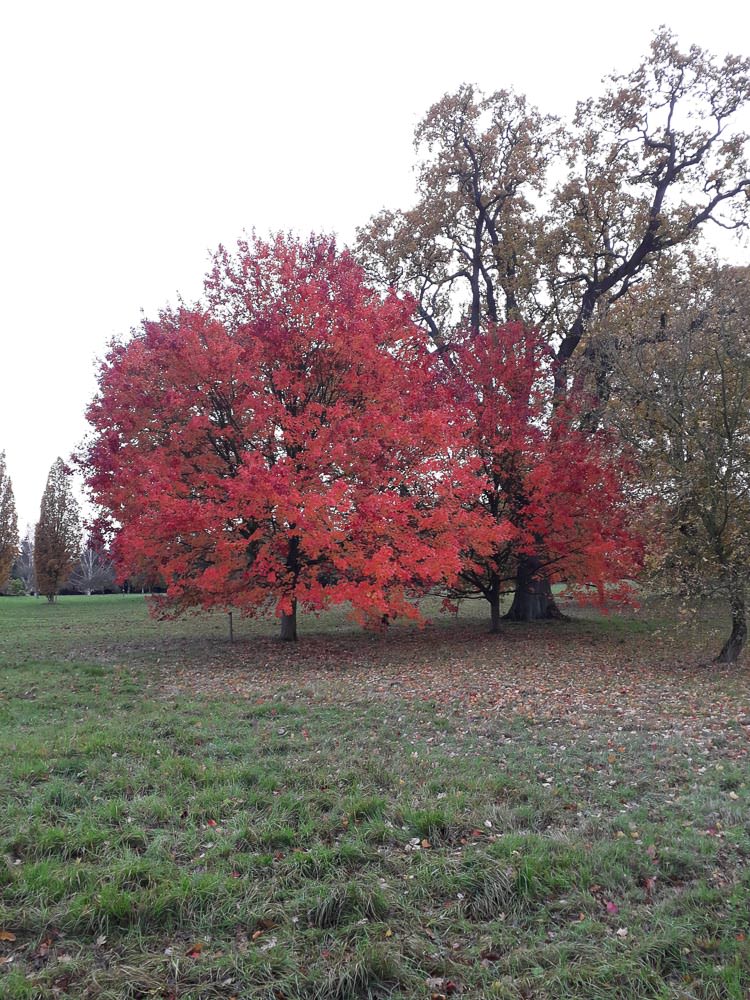 arboretum-inspiration-autumn-tree.jpg