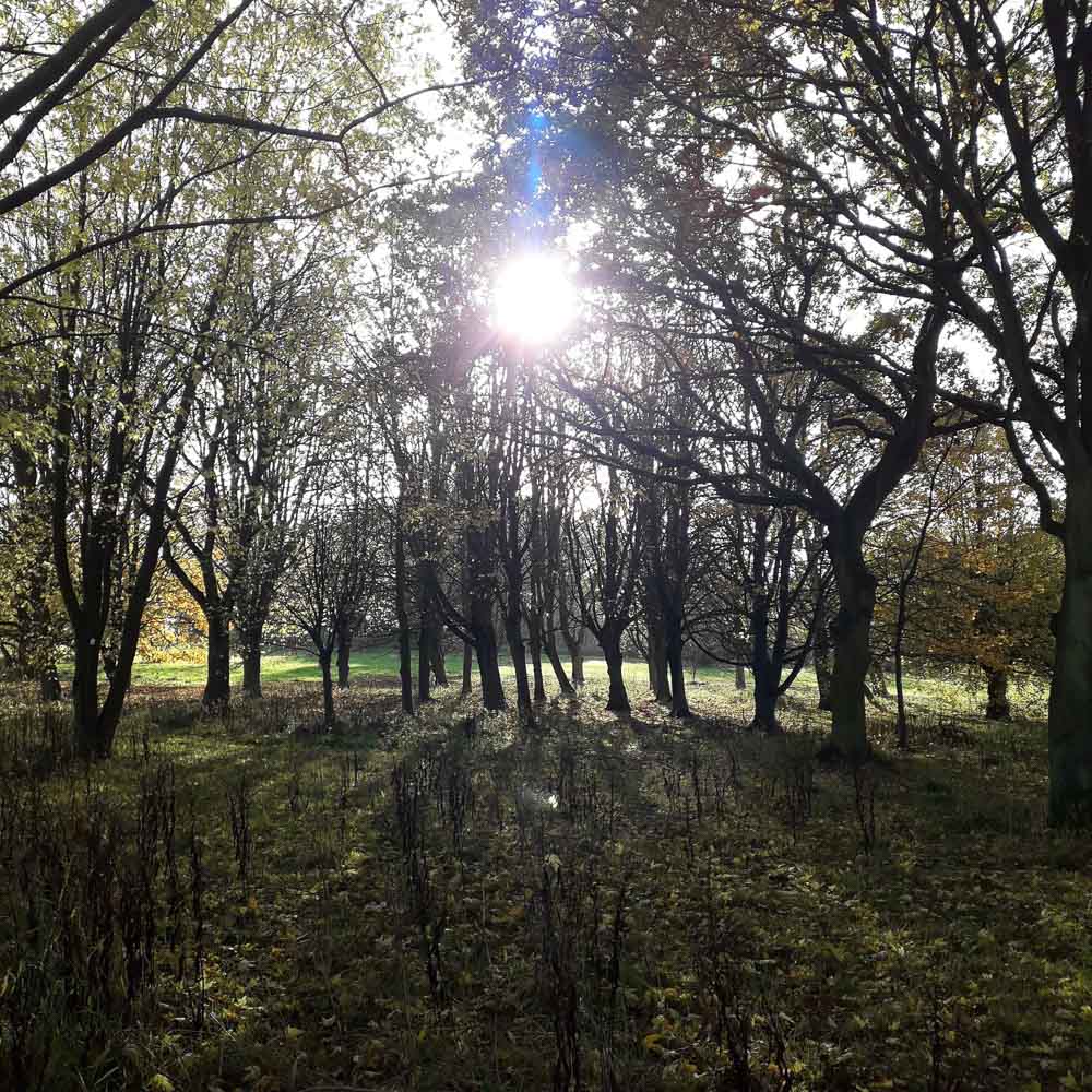 arboretum-inspiration-filtered-sunlight.jpg