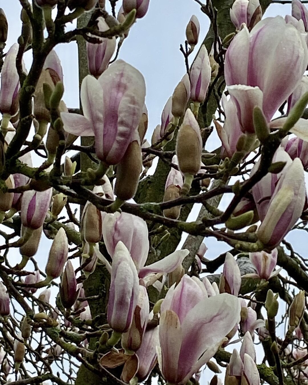 Magnolia
It&rsquo;s out

Magnolia is such a herald of Spring

#magnolia #springtime #springday #springflowers #springflowers🌷 #englishspring #floweringtreesofinstagram #floweringtreesofspring #lesleyseegerpaintings #paintingcourses #lesleyseegerpain
