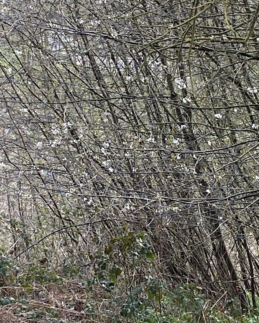 The woods today&hellip;

#blossom #woods #wildblossom #springtrees🌳 #natureloversgallery #northyorkshire #landscapelovers #lesleyseegerpaintings