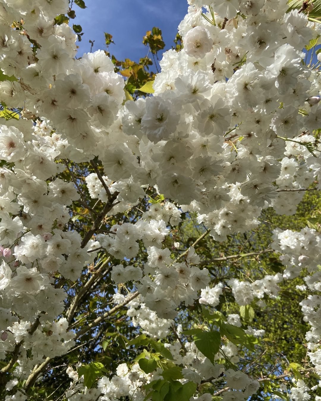 Good morning

#blossom #blossoms #blossomsoflight #lesleyseegerpaintings #whiteblossoms #whiteblossomtree #artistsinspiration #whiteflowers #white