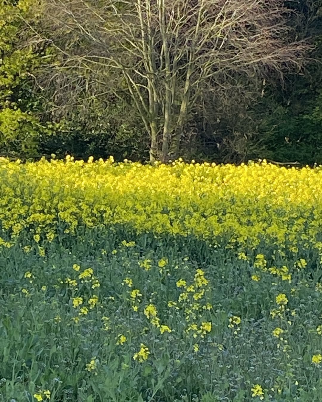 Rapeseed
Ripon
North Yorkshire

How inspirational is this Rapeseed. Nutritious and beautiful. A herald of Spring. There is yet to be a paint named rapeseed yellow!

#rapeseedfields #rapeseedfield #rapeseedoil #rapeseedwaxcandle #rapeseedcandles #yell