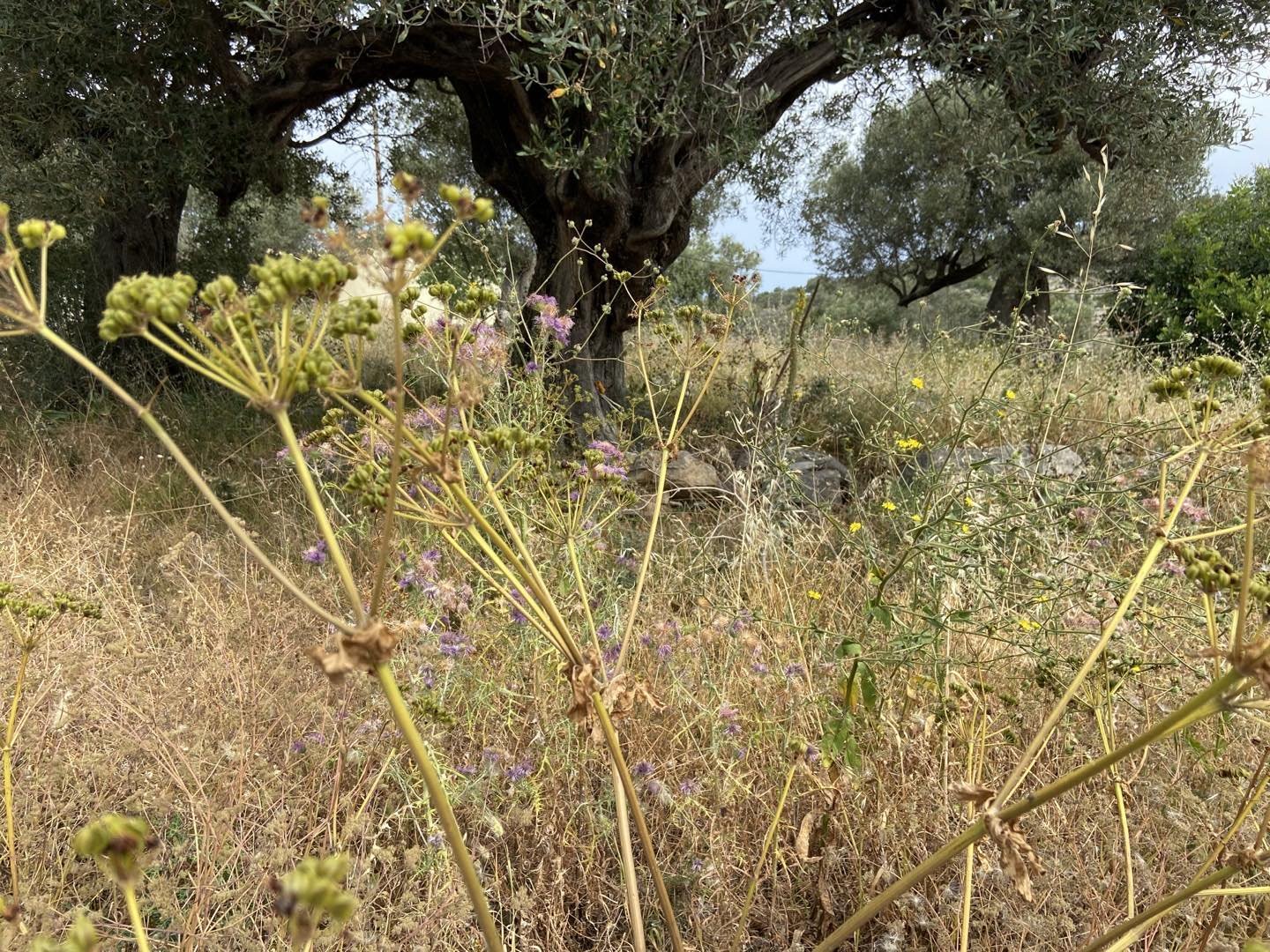 Olive Grove and wild flowers
Greece

#greece🇬🇷 #greekislands #greekislandstyle #wildflowers #artistsinspiration #olivetreeviews #olivetrees🌿 #olivetreeseverywhere #meditteraneanstyle #mediteraneangarden #greekspring #lesleyseegerpaintings #greekis