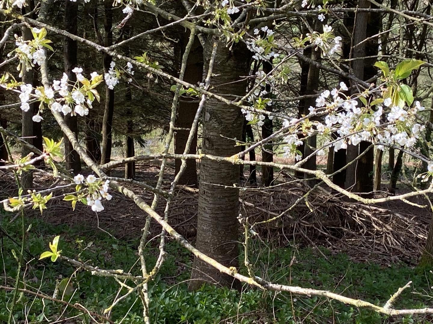 English Spring

#springday #springblossomshere #springblossoms🌸 #woodland #woodlandflowers #lesleyseegerpaintings #woodlandphotographs #darkandlightphotography #treelovers #treehuggersunite #natureloversgallery #loveyorkshires #earthlovers❤️ #pain