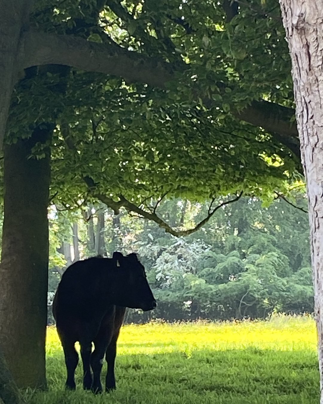 The cows are back
In the field
Chewing our windows etc

Since living surrounded by cows for the last thirteen years. Quite literally licking and chewing our back windows, I have come to know them better. When they leave at the end of the summer they 