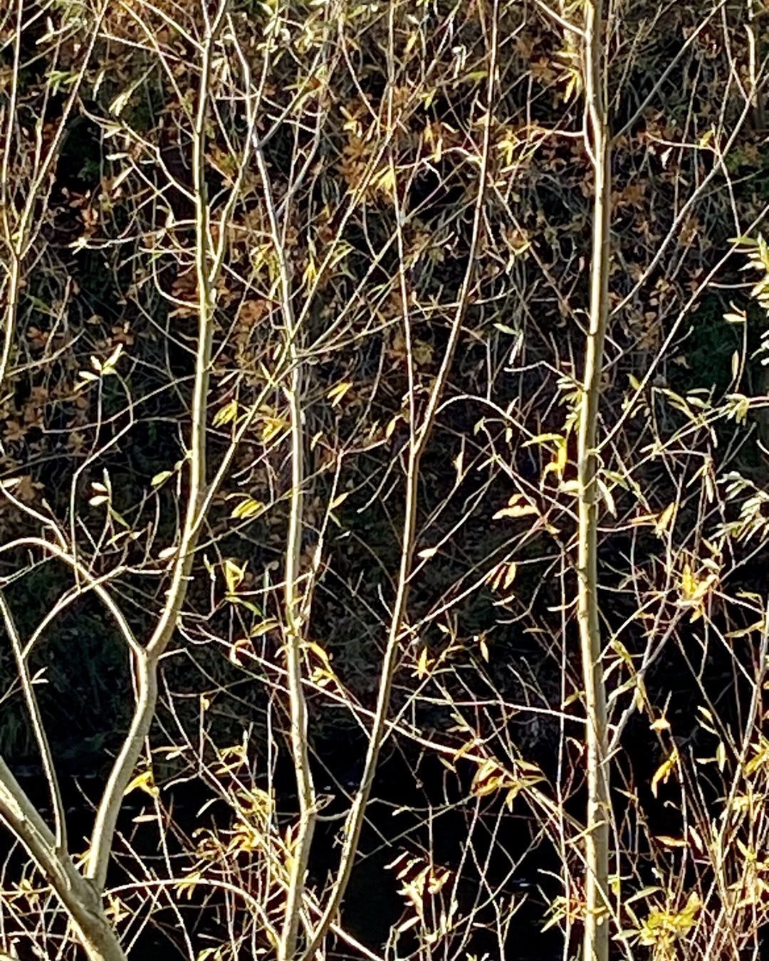 Early leaves on the Willow

Sometimes the simple things are the most beautiful 

#willow #branches #branches #treebranches❤️ #treebrancheseverywhere #willows #newleaves🌿 #lesleyseegerpaintings #darkandlightphotography