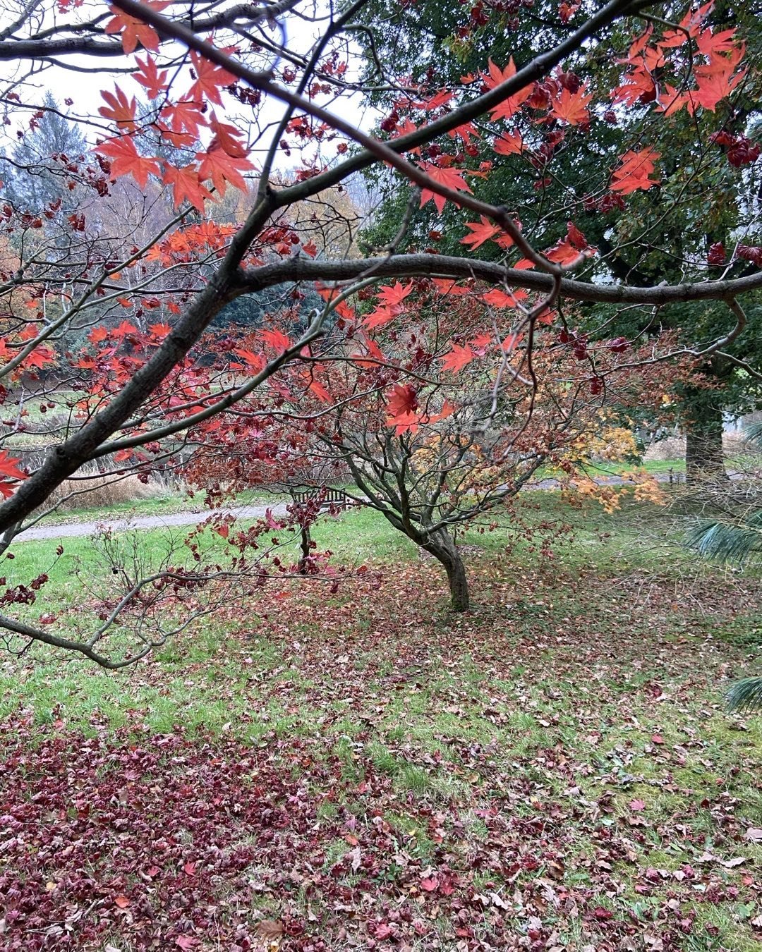 Trees Leaning
Yorkshire Arboretum
Twinned with Kew

#yorkshirearboretum #kewgarden #lesleyseegerpaintings #castlehoward #castlehowardgardens