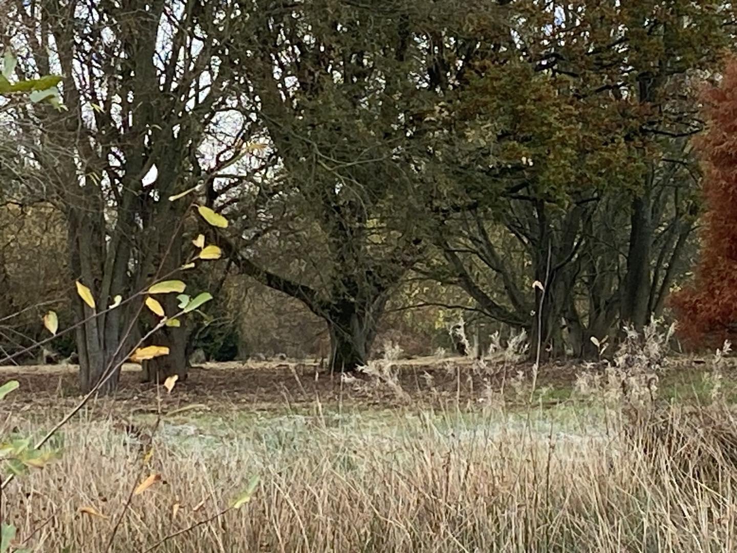 Yorkshire Arboretum
Twinned with Kew
Castle Howard estate

A balance of trees

#arboretum #autumnvibes🍁 #yorkshirearboretum #yorkshire #castlehowardgardens #kewgardenslondon #treehugger #treelovers #composition #natureloversgallery #artistsinspirati