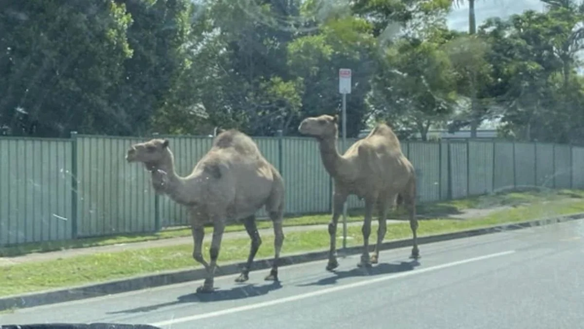 The camels are coming...........