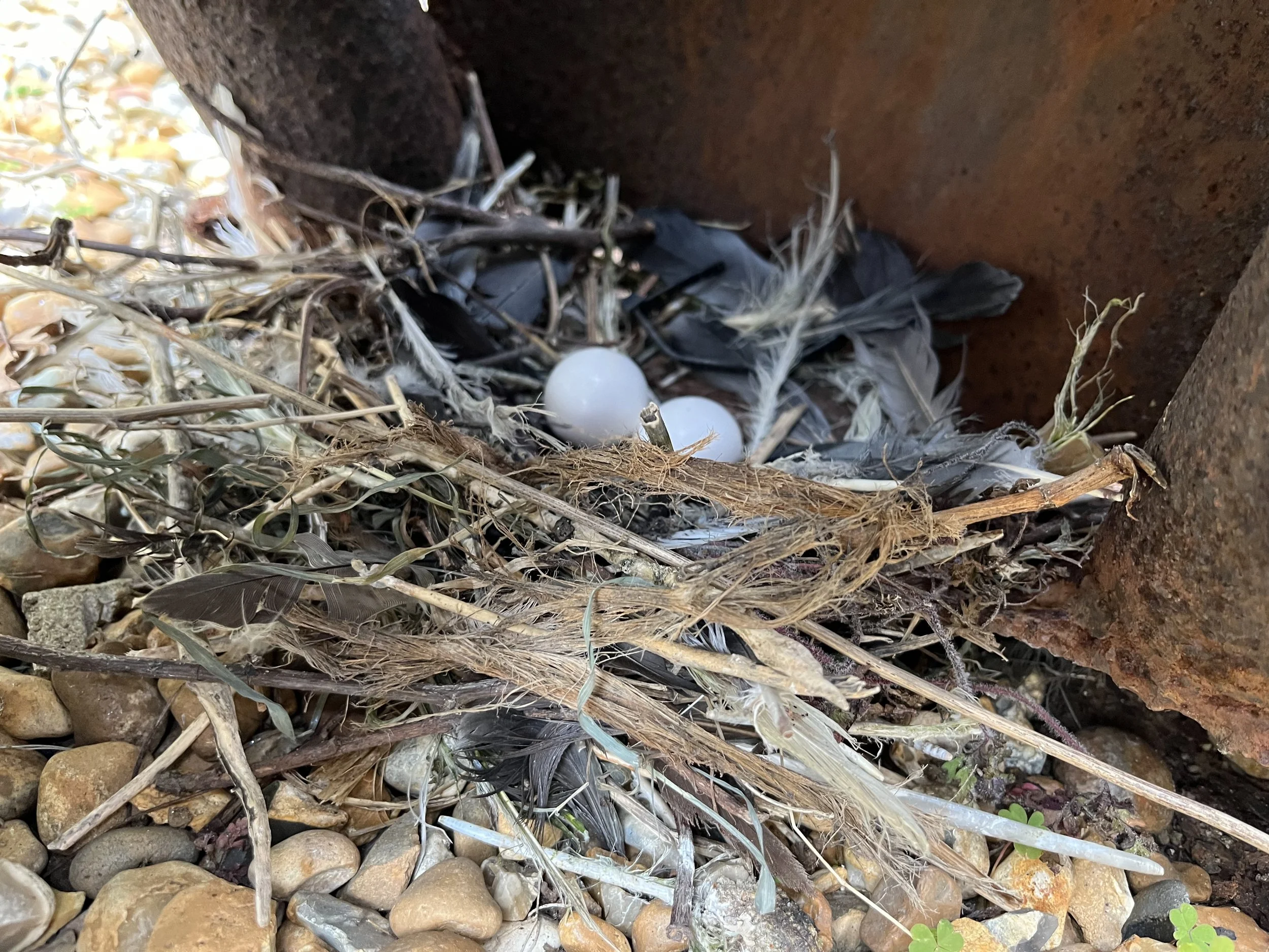 "A tale of two birds.............