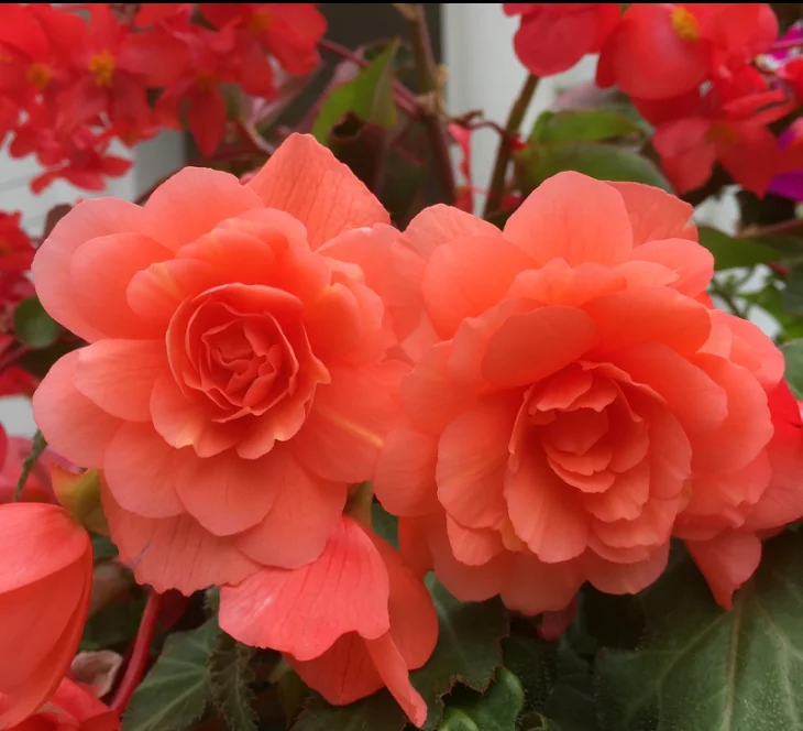 What is it about Wood Green?